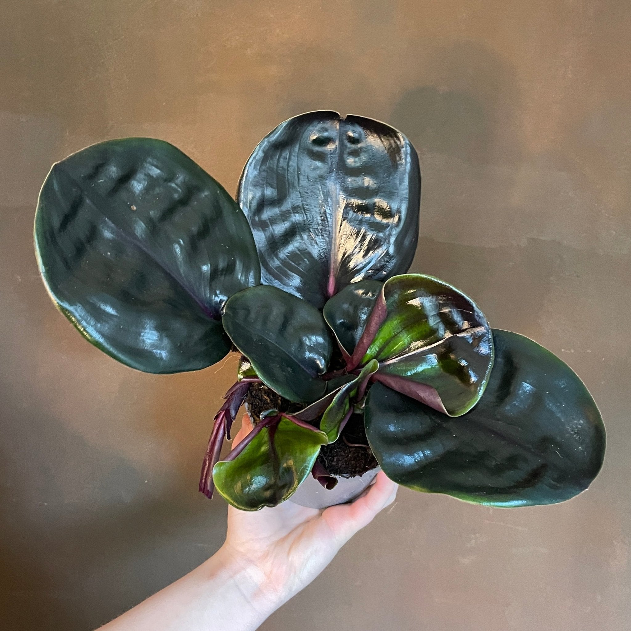 Geogenanthus ciliatus 'Midnight Pearl' - grow urban. UK