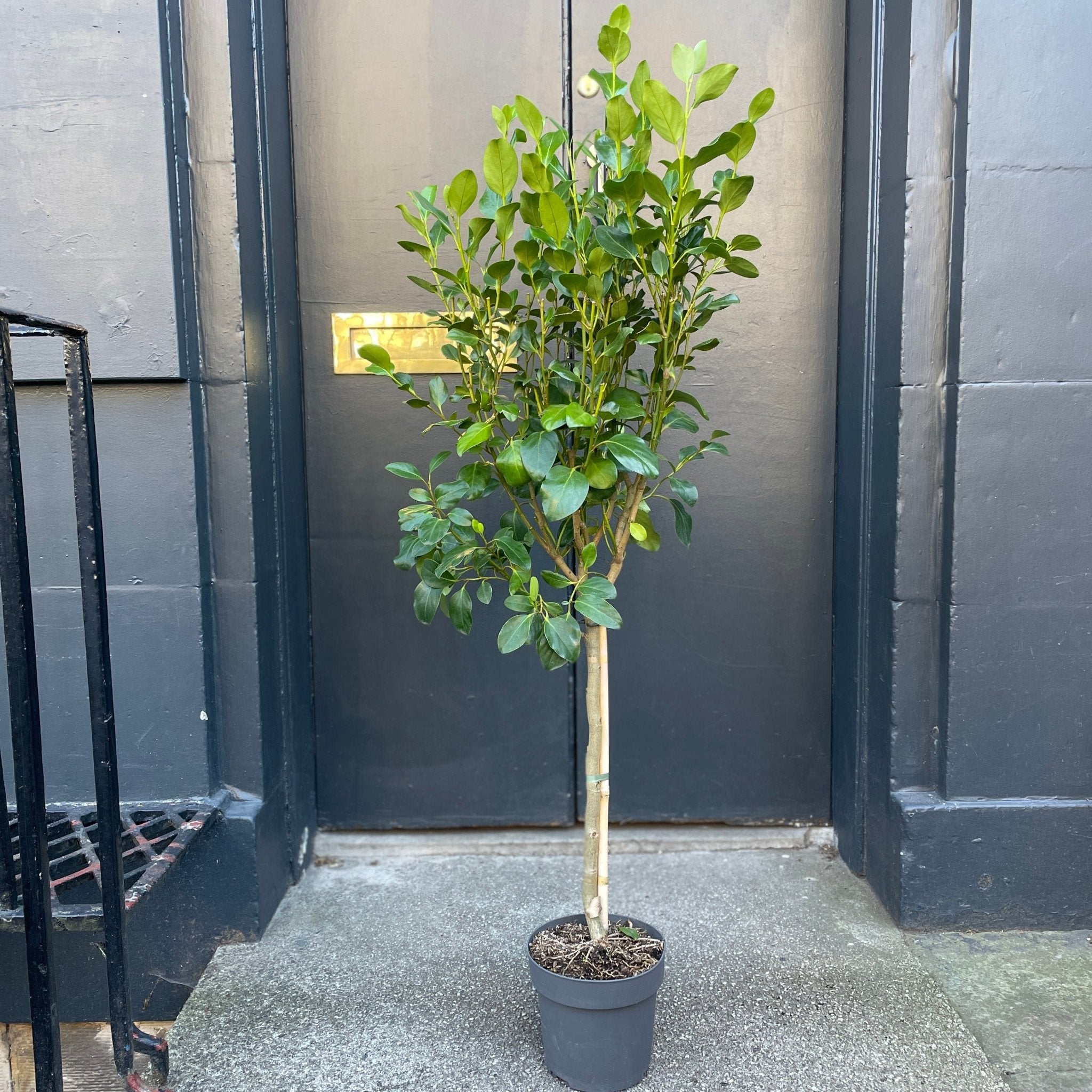 Griselinia littoralis 'Green Horizon' - grow urban. UK