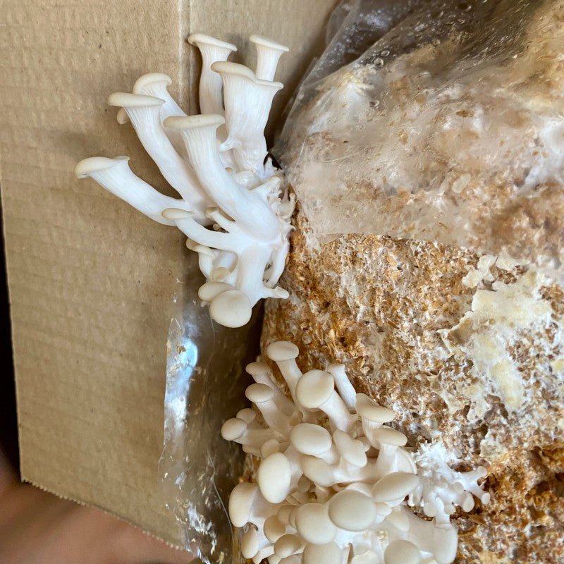 Grow Your Own Mushrooms Kit - grow urban. UK