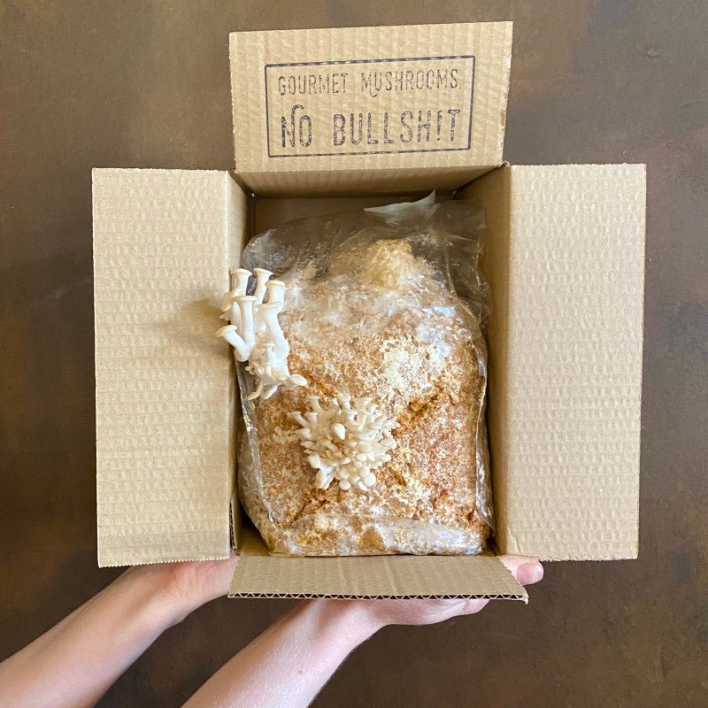 Grow Your Own Mushrooms Kit - grow urban. UK