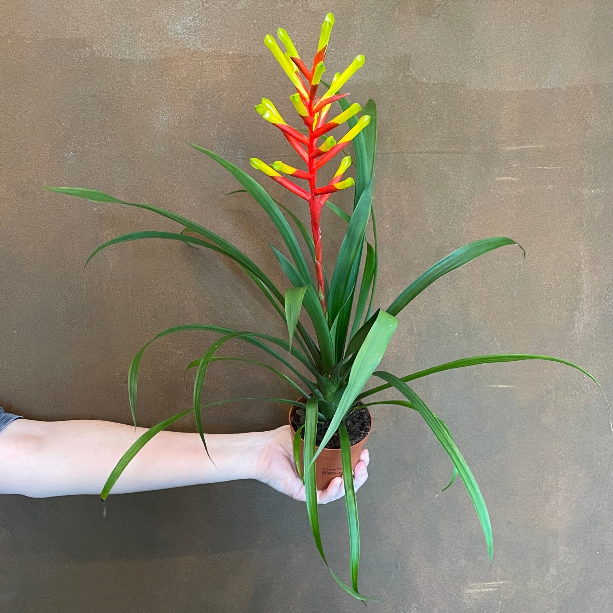 Guzmania dissitiflora - grow urban. UK