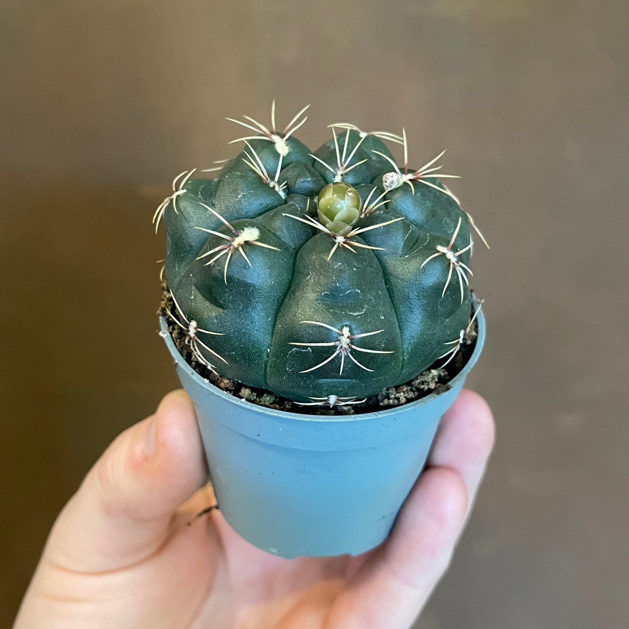 Gymnocalycium horstii - grow urban. UK