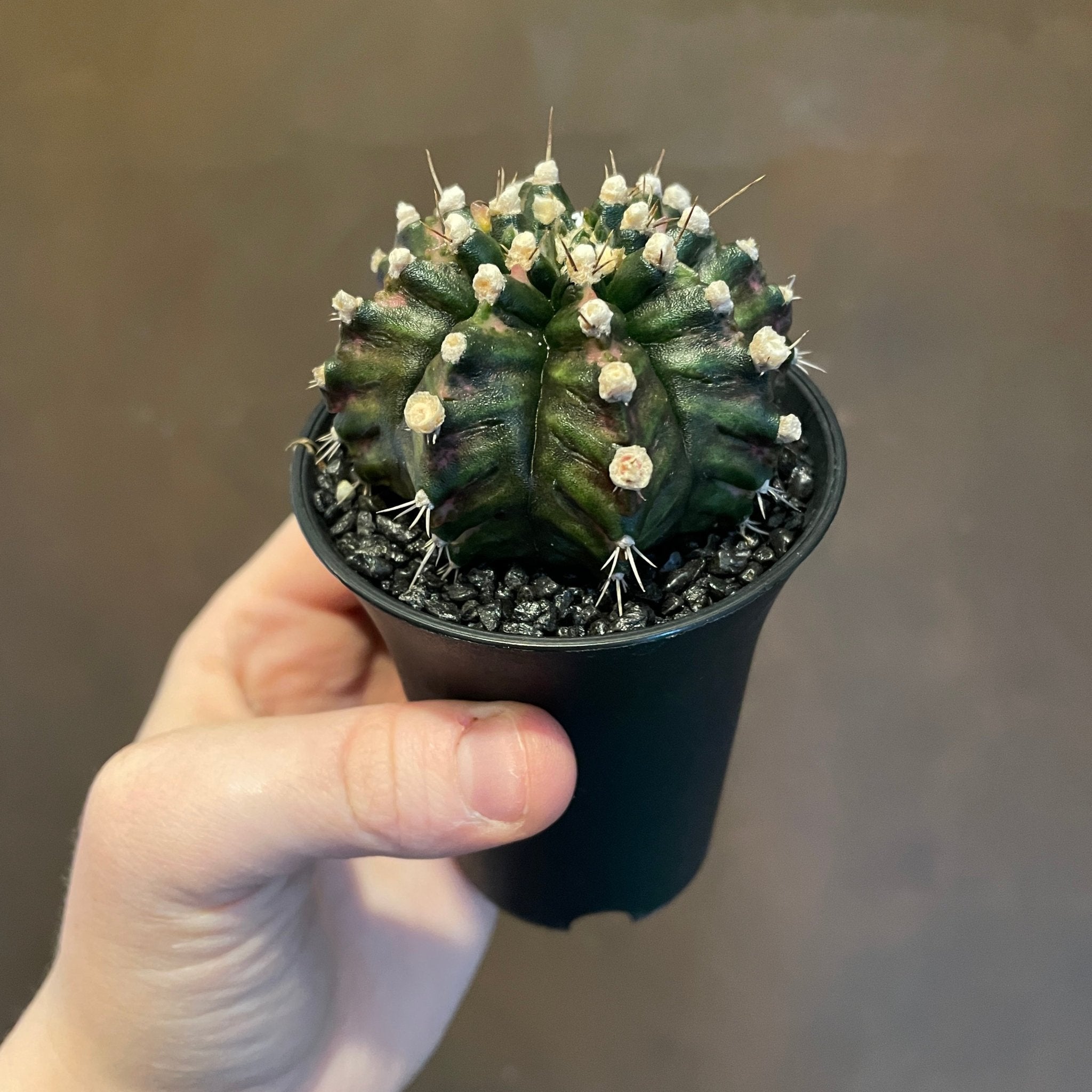 Gymnocalycium mihanovichii ‘T-Rex’ hybrid - grow urban. UK