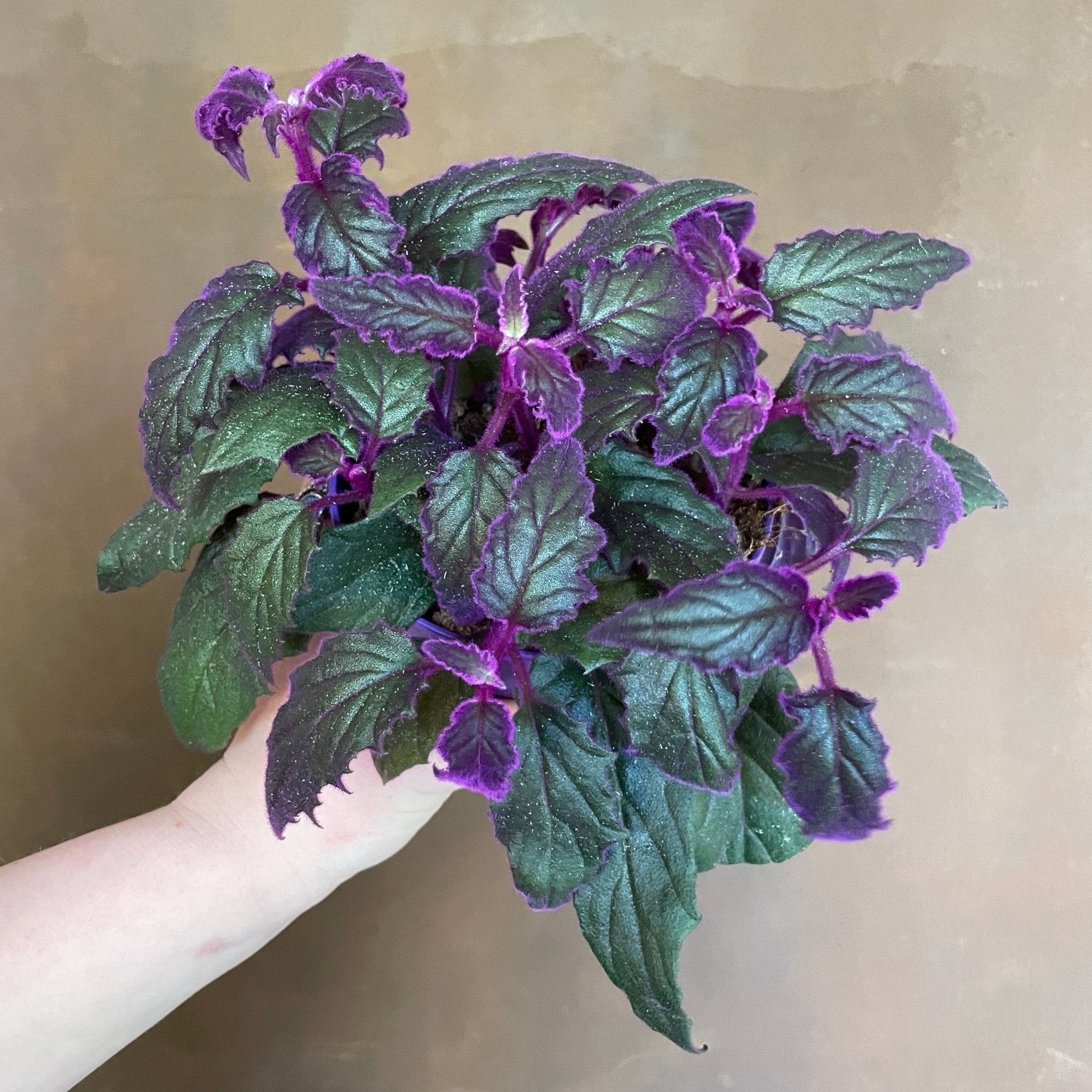 Gynura 'Purple Passion' - grow urban. UK