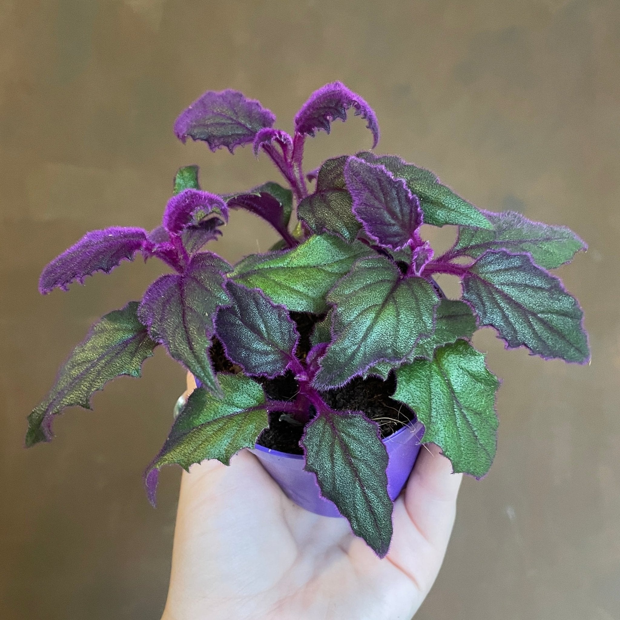 Gynura 'Purple Passion' (7cm pot) - grow urban. UK