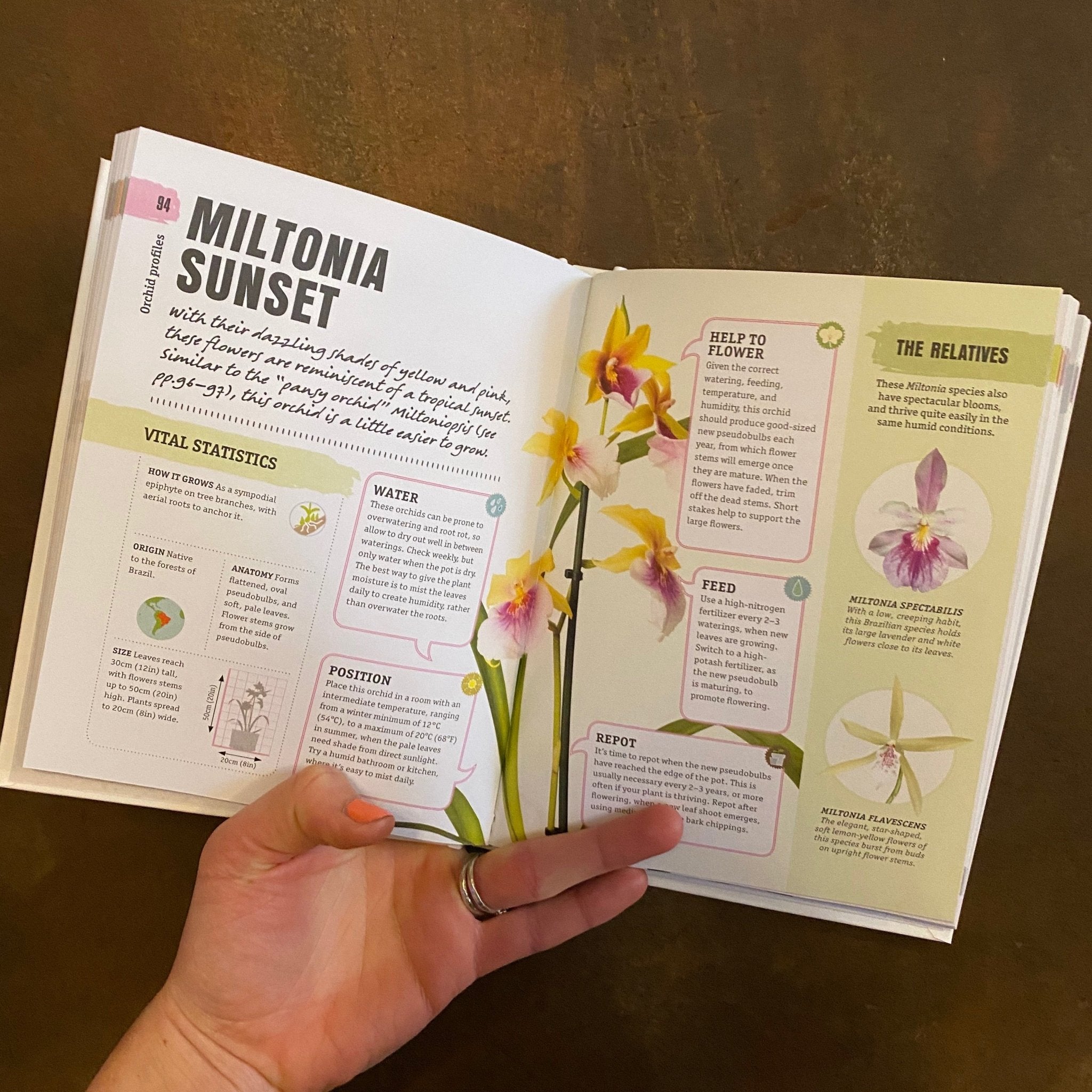 Happy Orchid - grow urban. UK