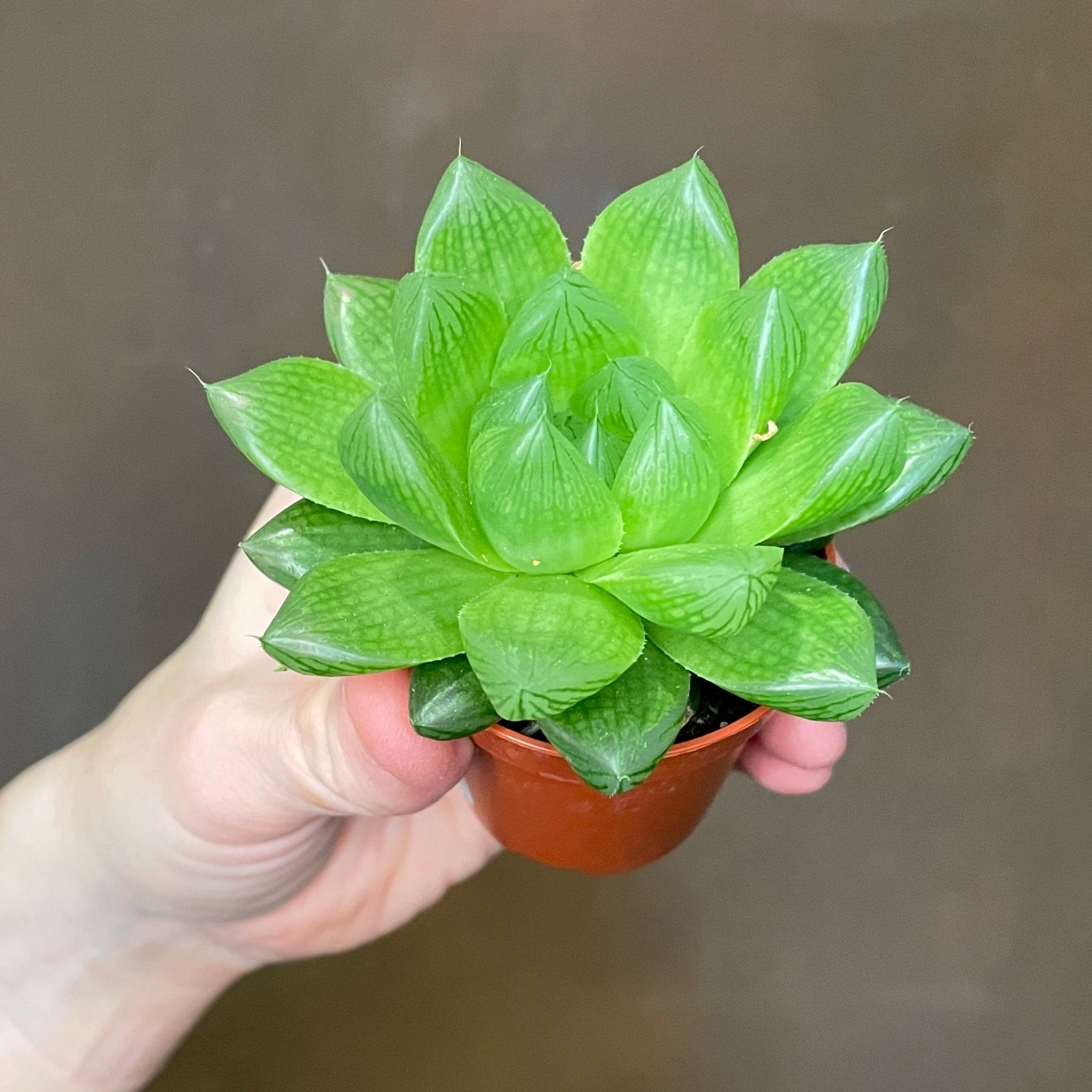 Haworthia cooperi (mini) - grow urban. UK