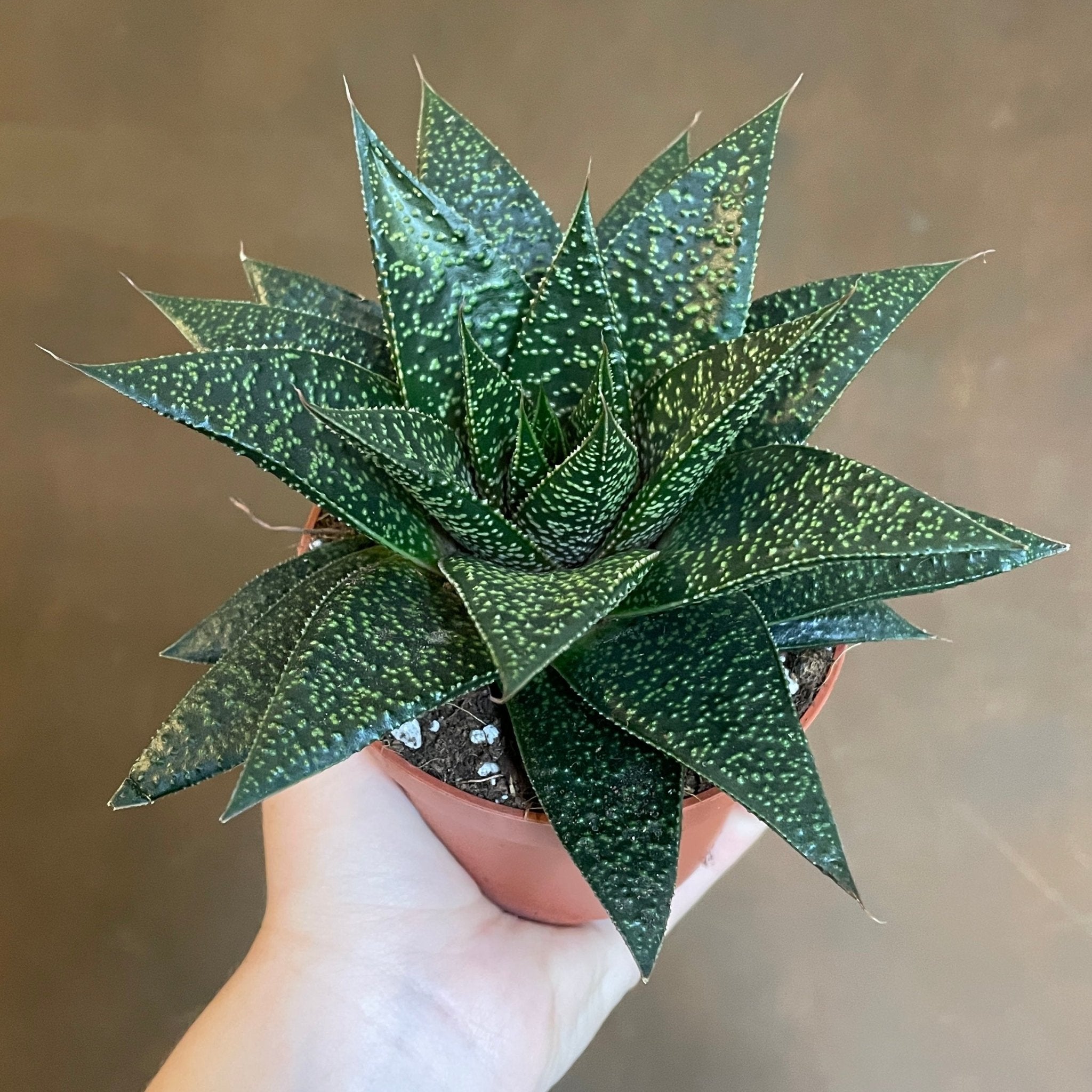 Haworthia 'Rafiki' - grow urban. UK