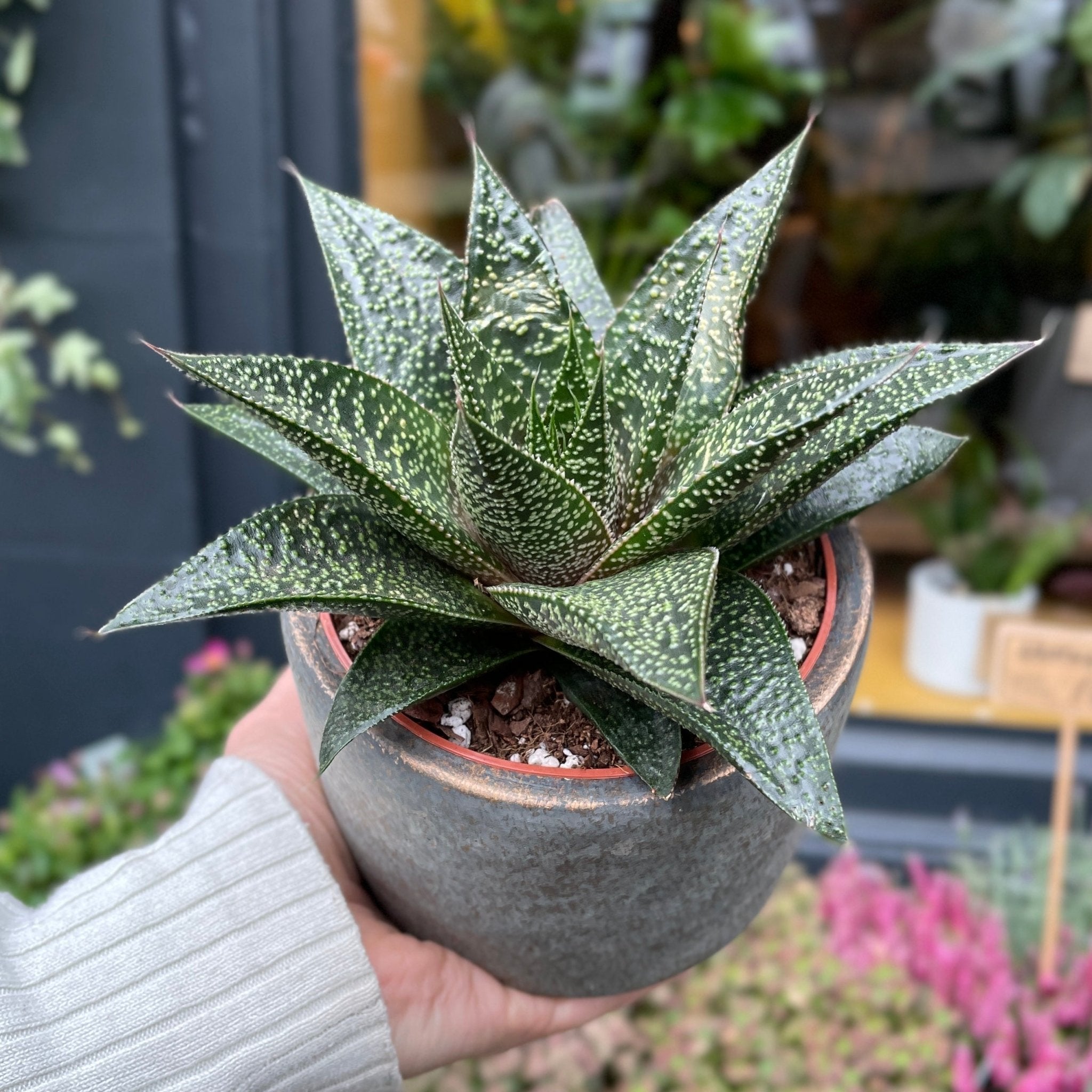 Haworthia 'Rafiki' - grow urban. UK