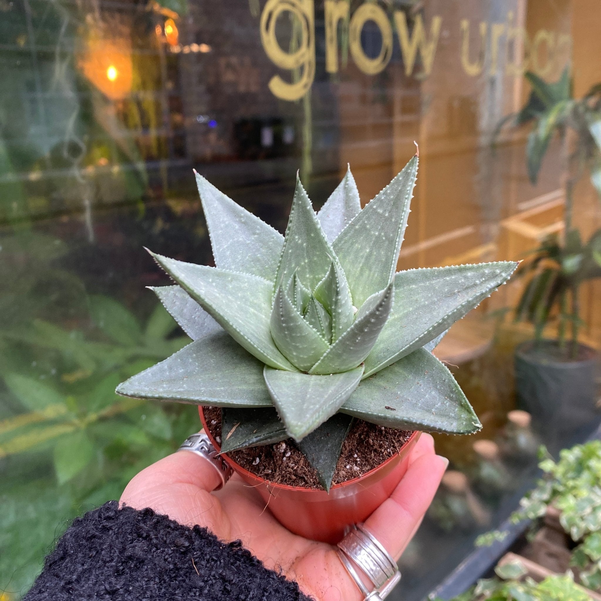 Haworthia ‘Savanna’ - grow urban. UK