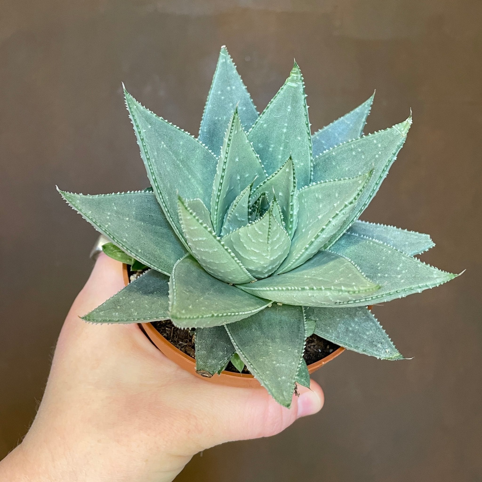 Haworthia ‘Savanna’ - grow urban. UK