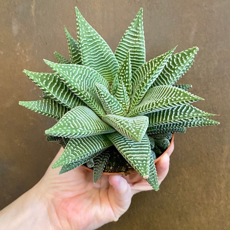 Haworthia ‘Spider White’ - grow urban. UK
