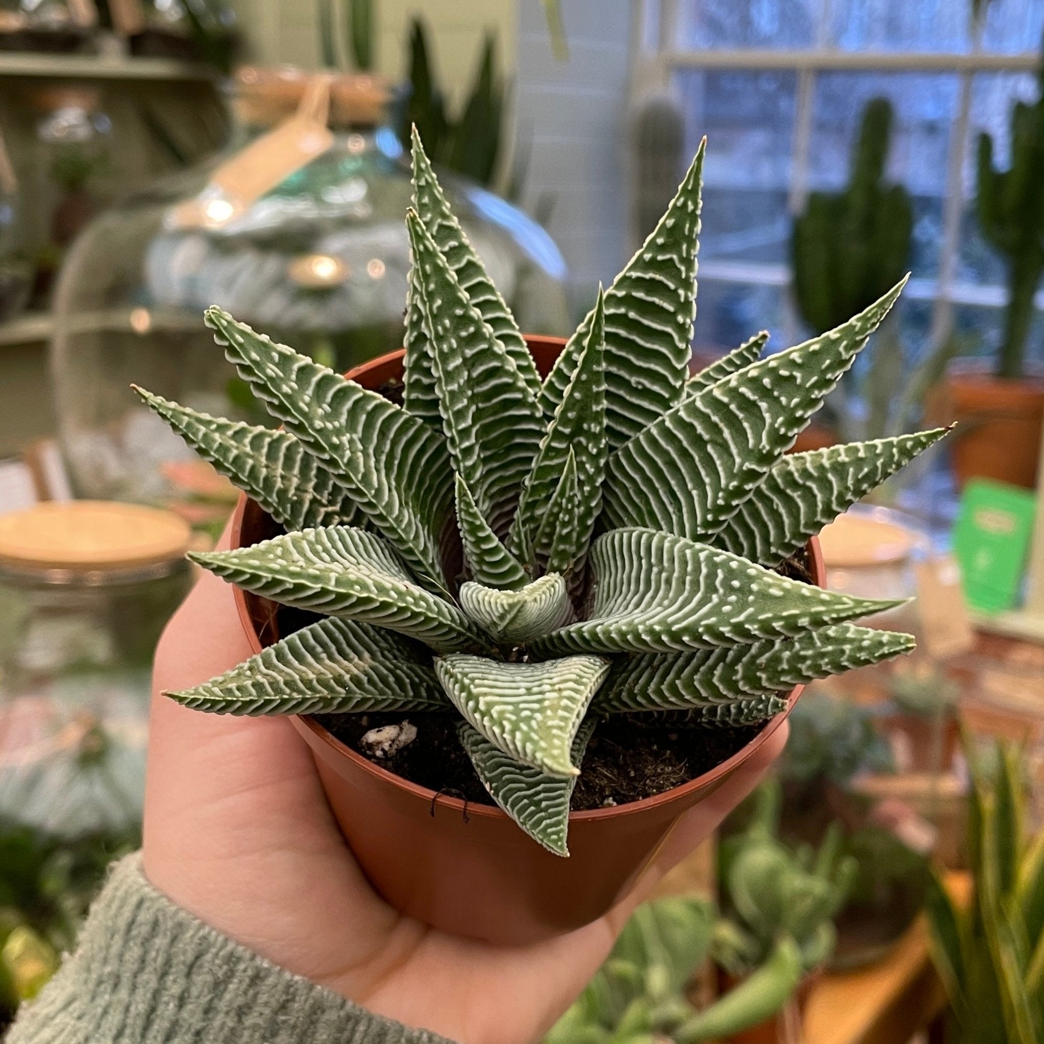 Haworthia ‘Spider White’ - grow urban. UK