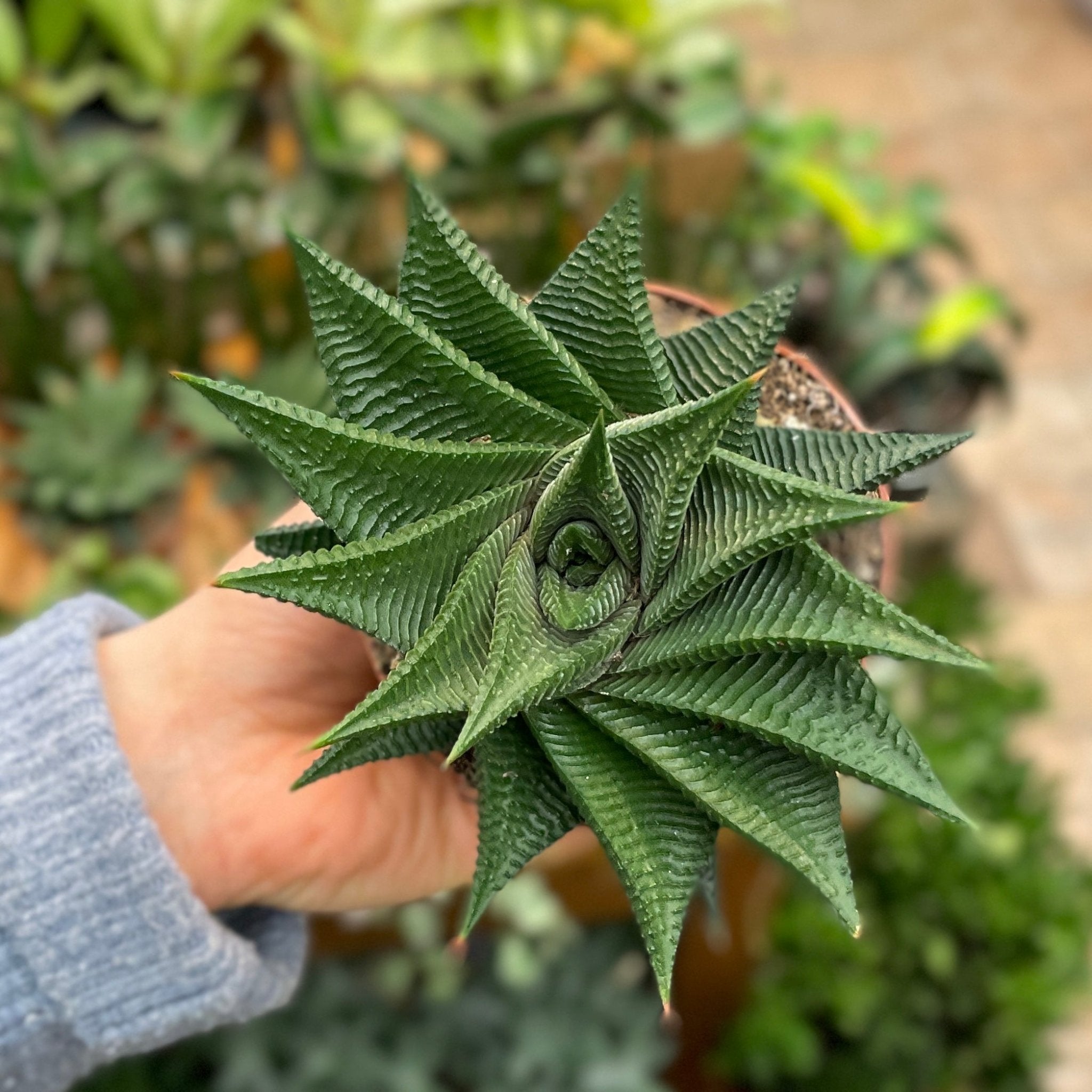 Haworthia ‘Twister’ - grow urban. UK