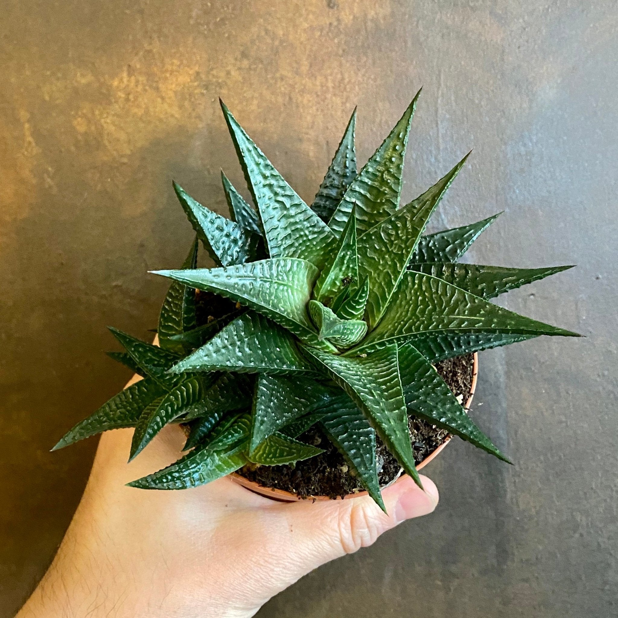 Haworthia ‘Twister’ - grow urban. UK