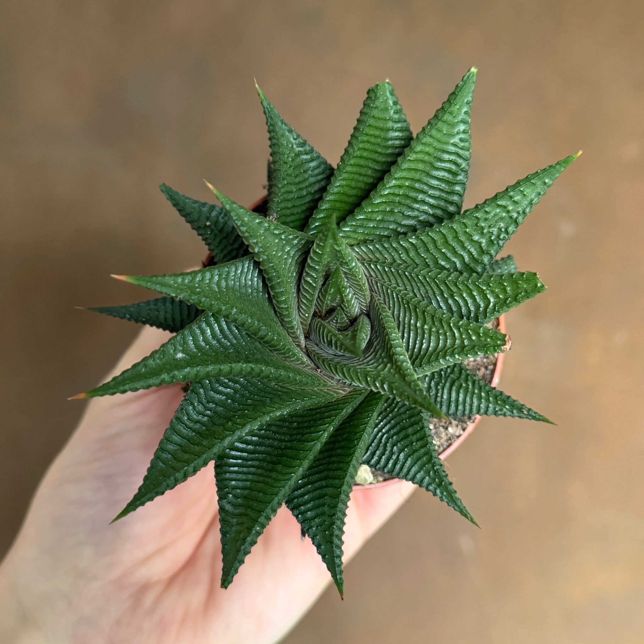 Haworthia ‘Twister’ - grow urban. UK