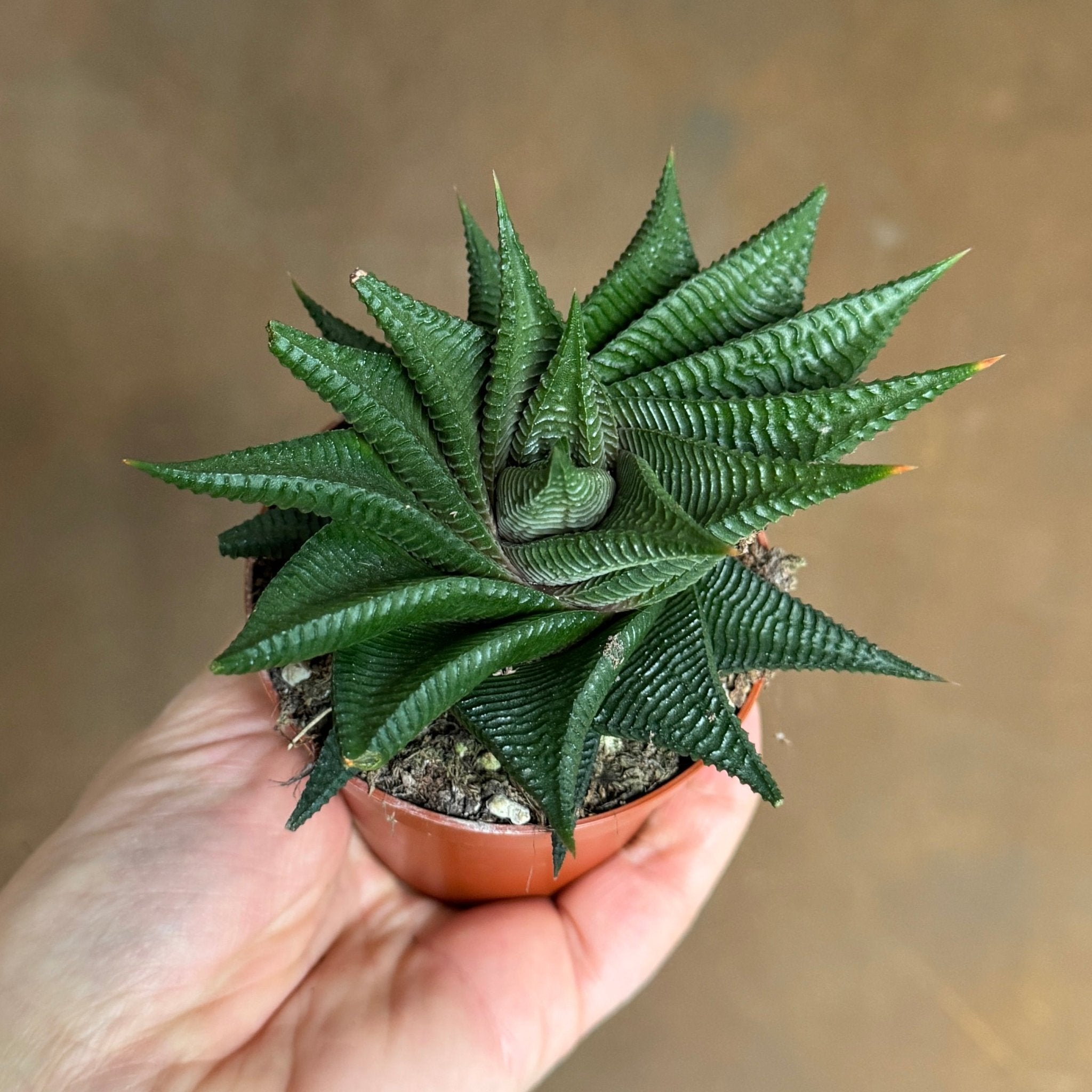 Haworthia ‘Twister’ - grow urban. UK