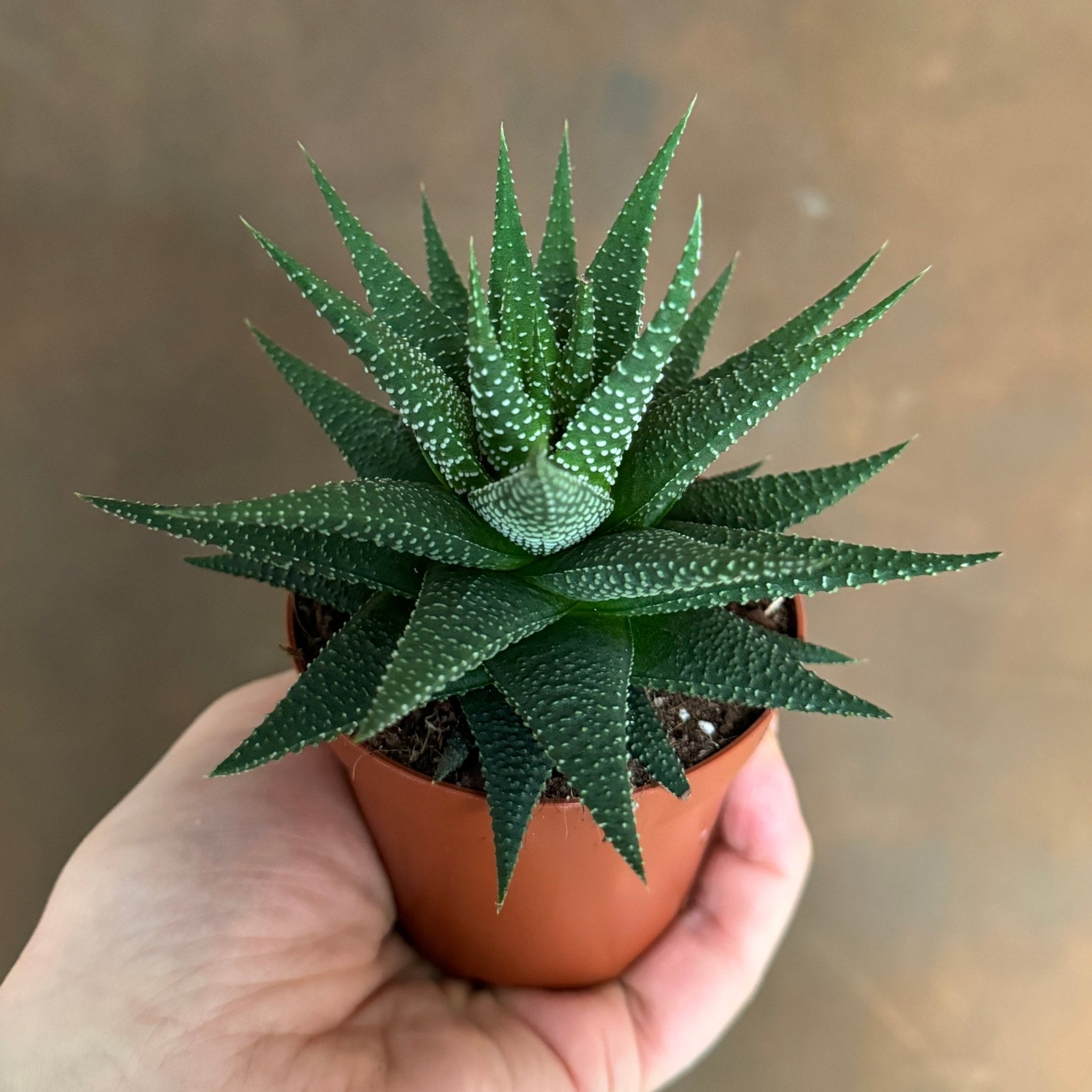 Haworthia ‘Universe’ - grow urban. UK