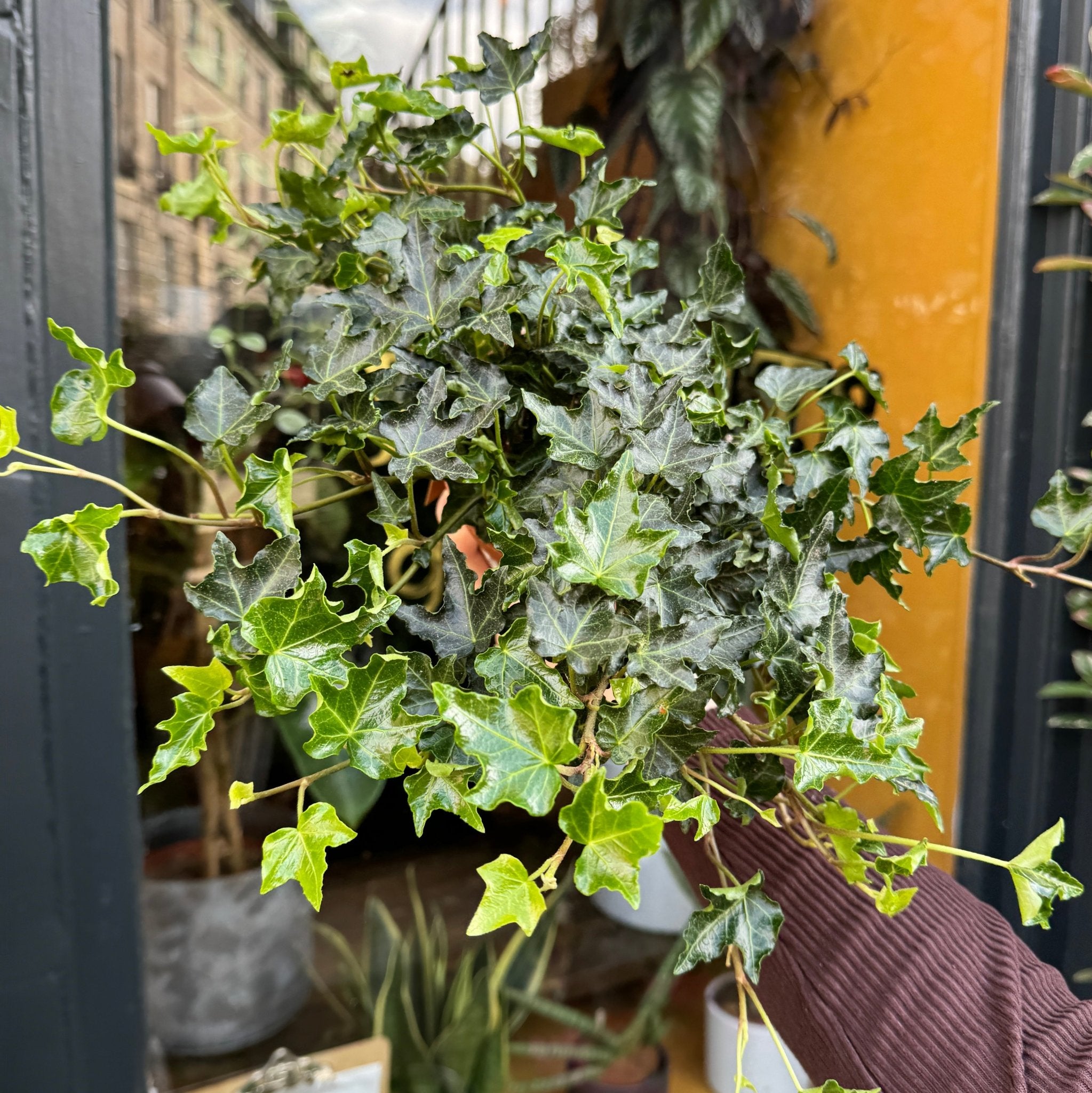 Hedera helix 'Ivalace' - grow urban. UK