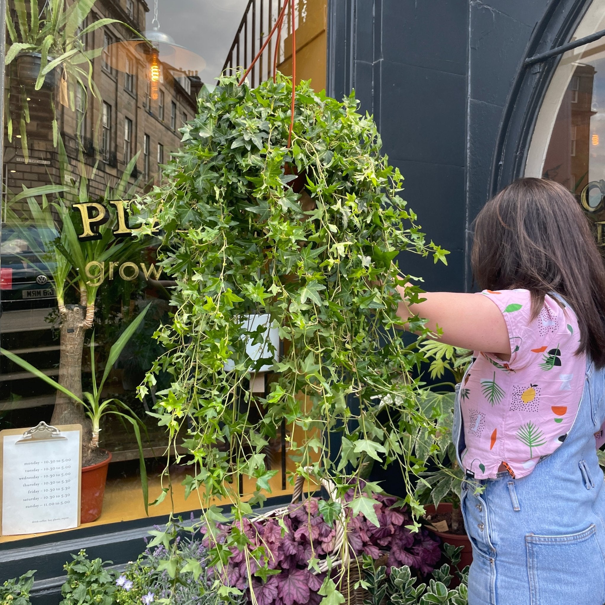 Hedera helix 'Jacobine' (19cm hangpot) - grow urban. UK
