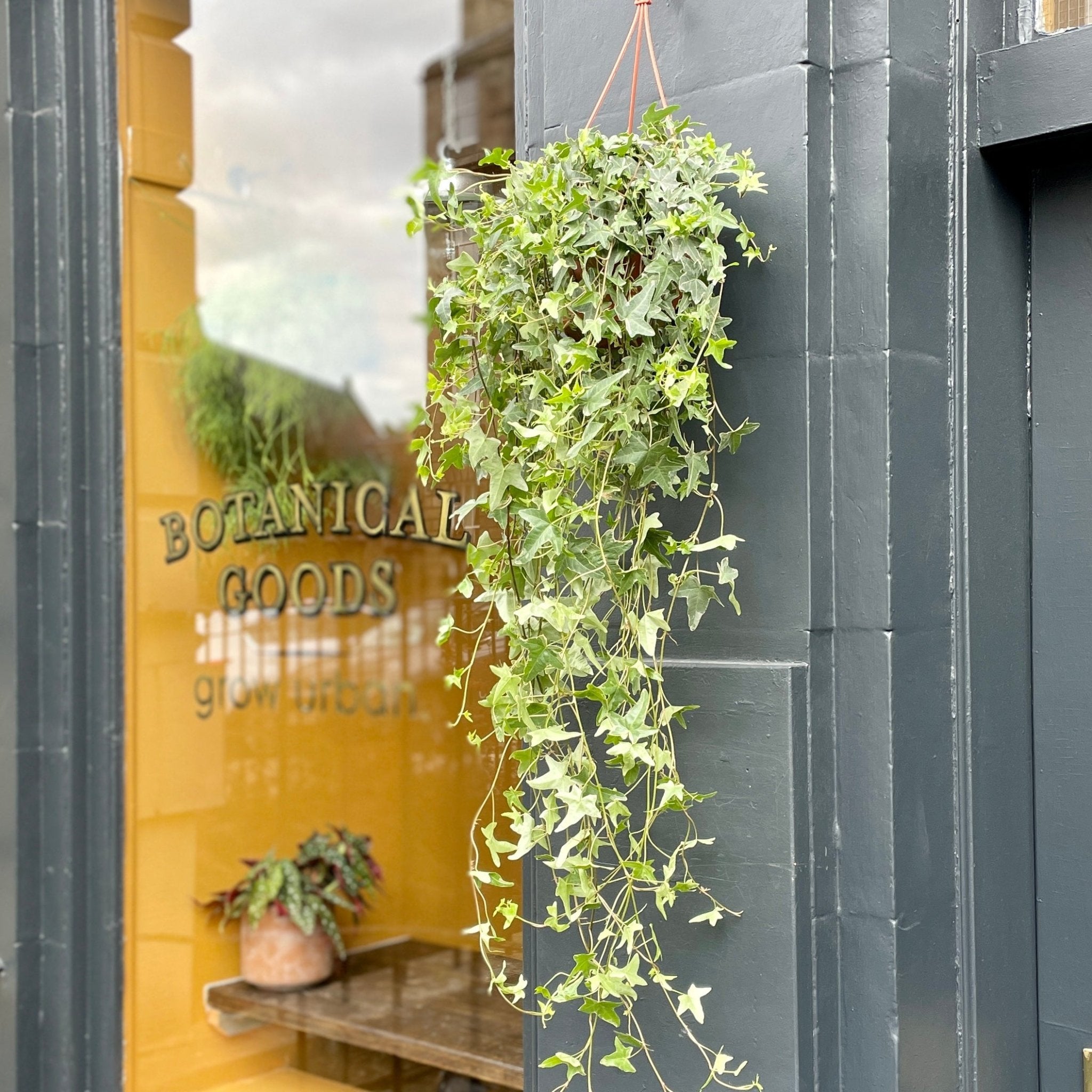 Hedera helix 'Mona Lisa' - grow urban. UK