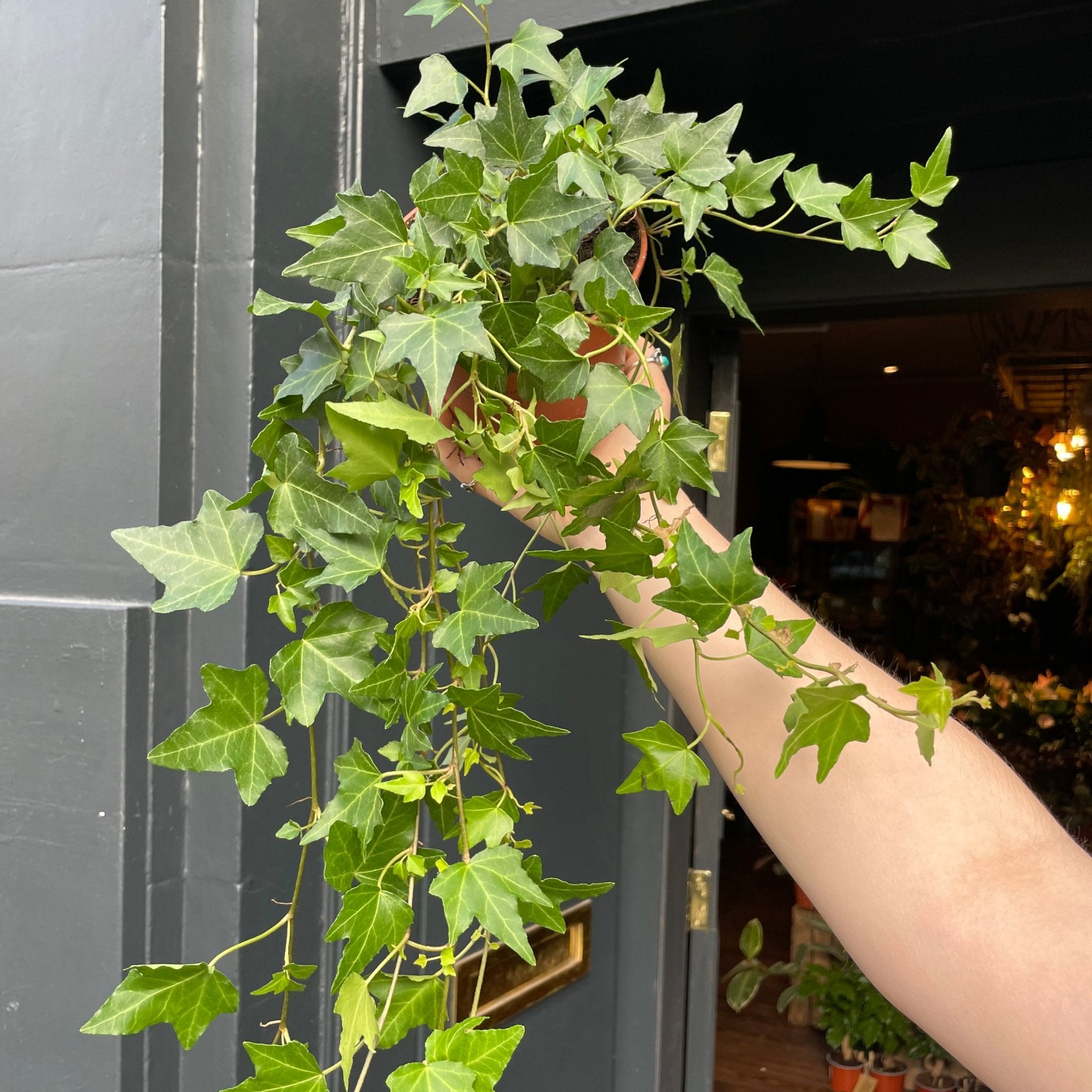Hedera helix 'Pittsburgh' - grow urban. UK