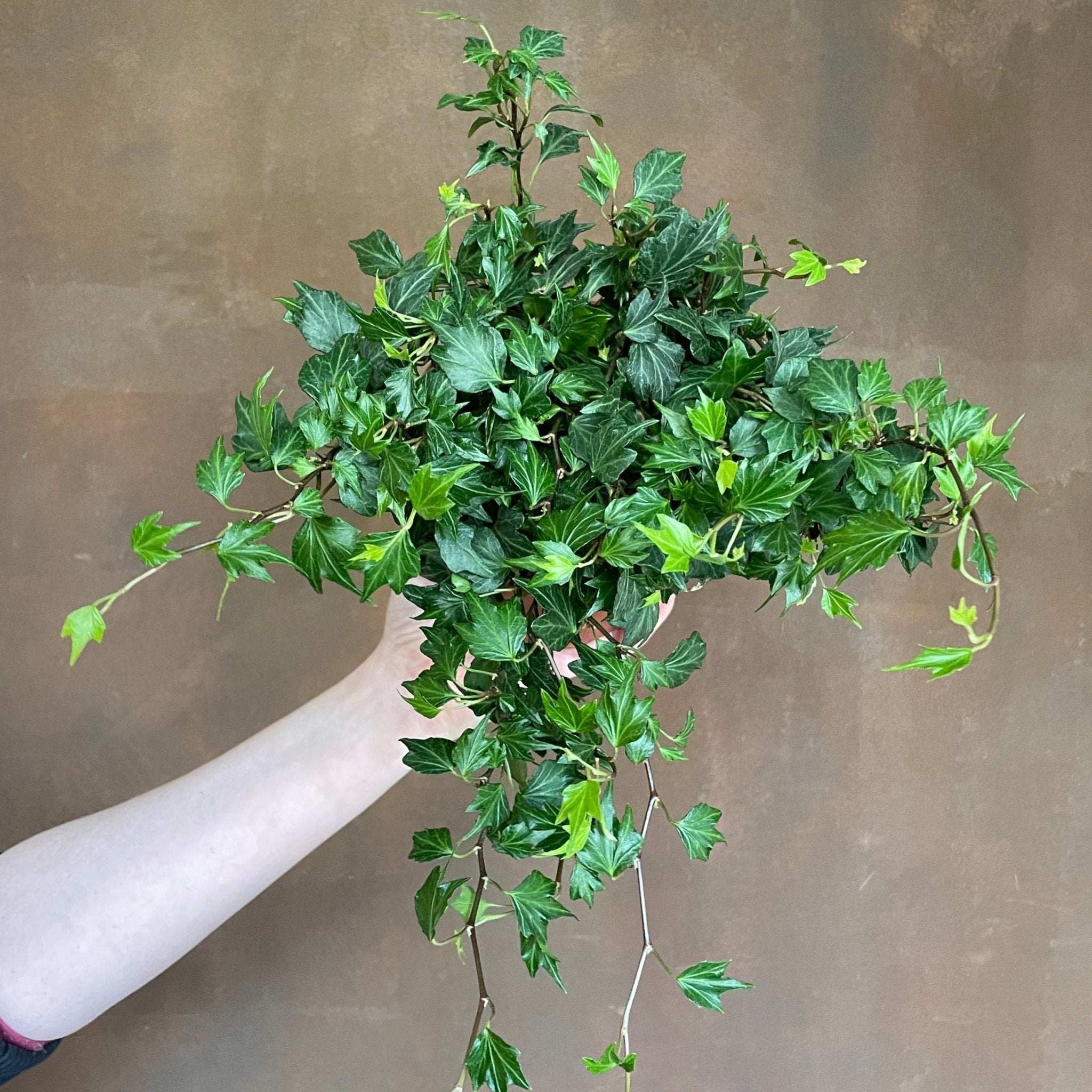 Hedera helix 'Sagittifolia' - grow urban. UK