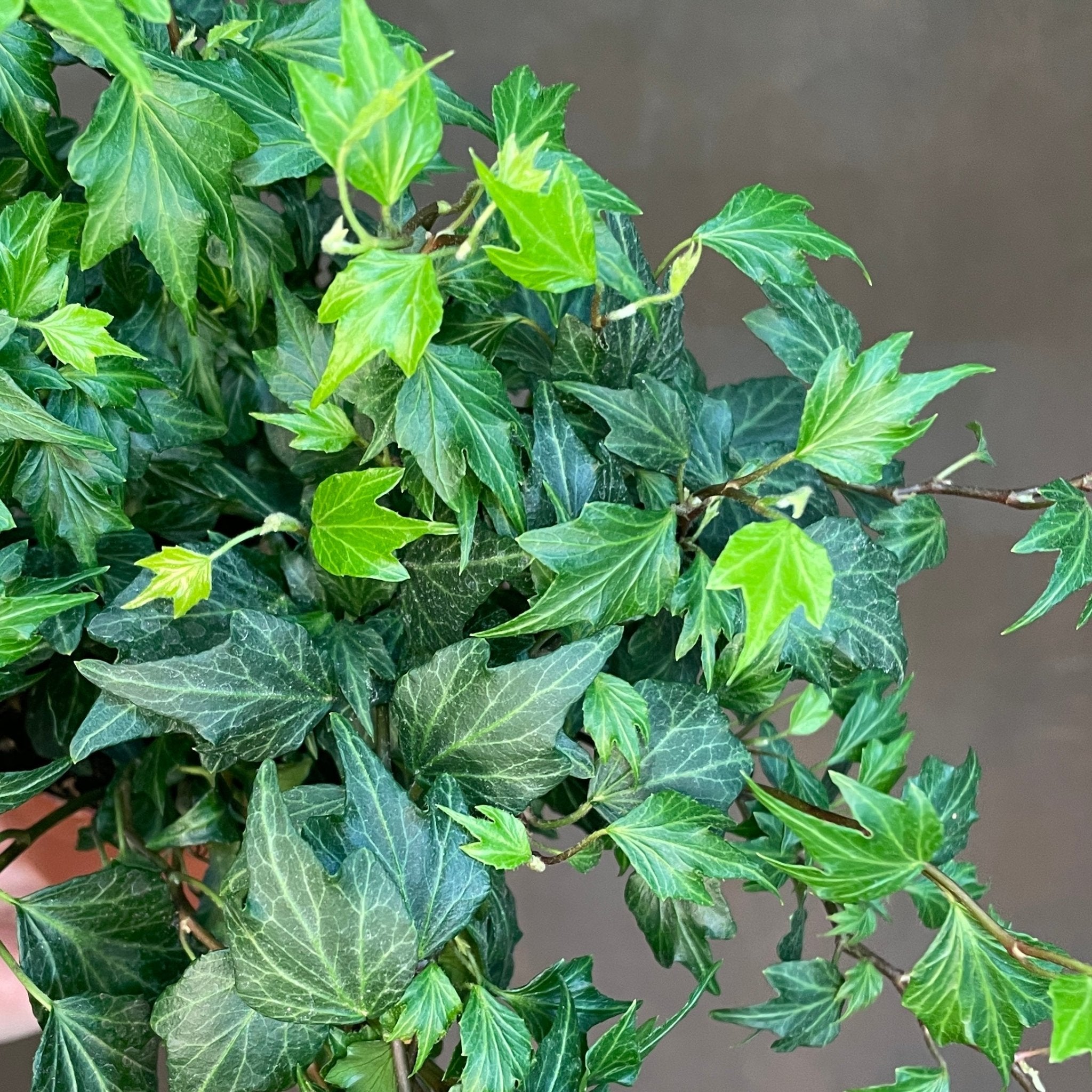 Hedera helix 'Sagittifolia' - grow urban. UK