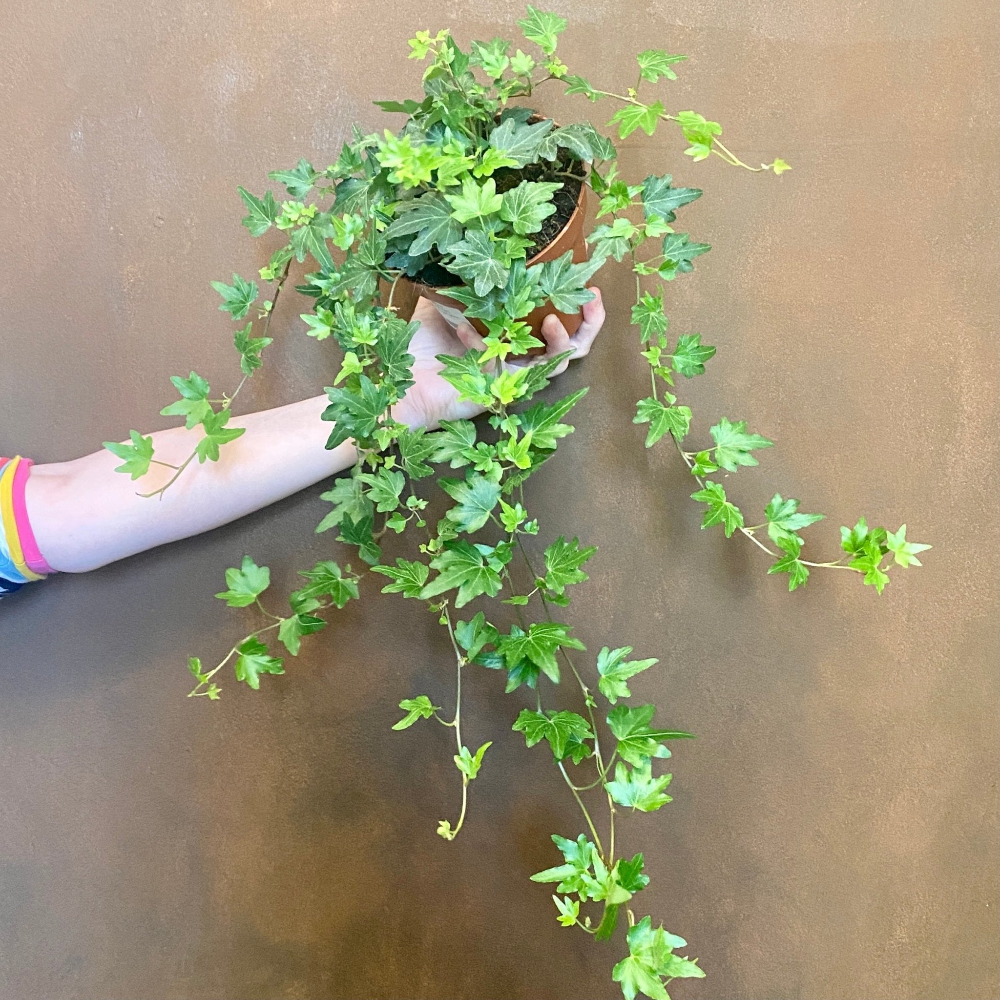 Hedera helix 'Sjoelle' - grow urban. UK