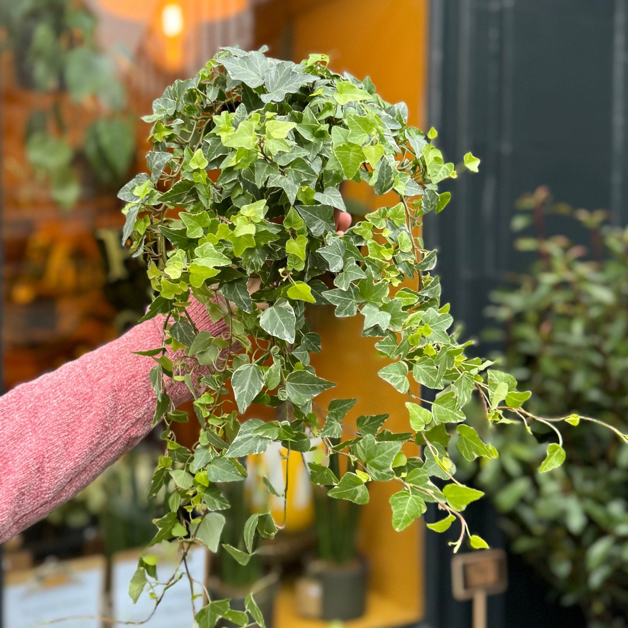 Hedera helix 'Tamara' - grow urban. UK