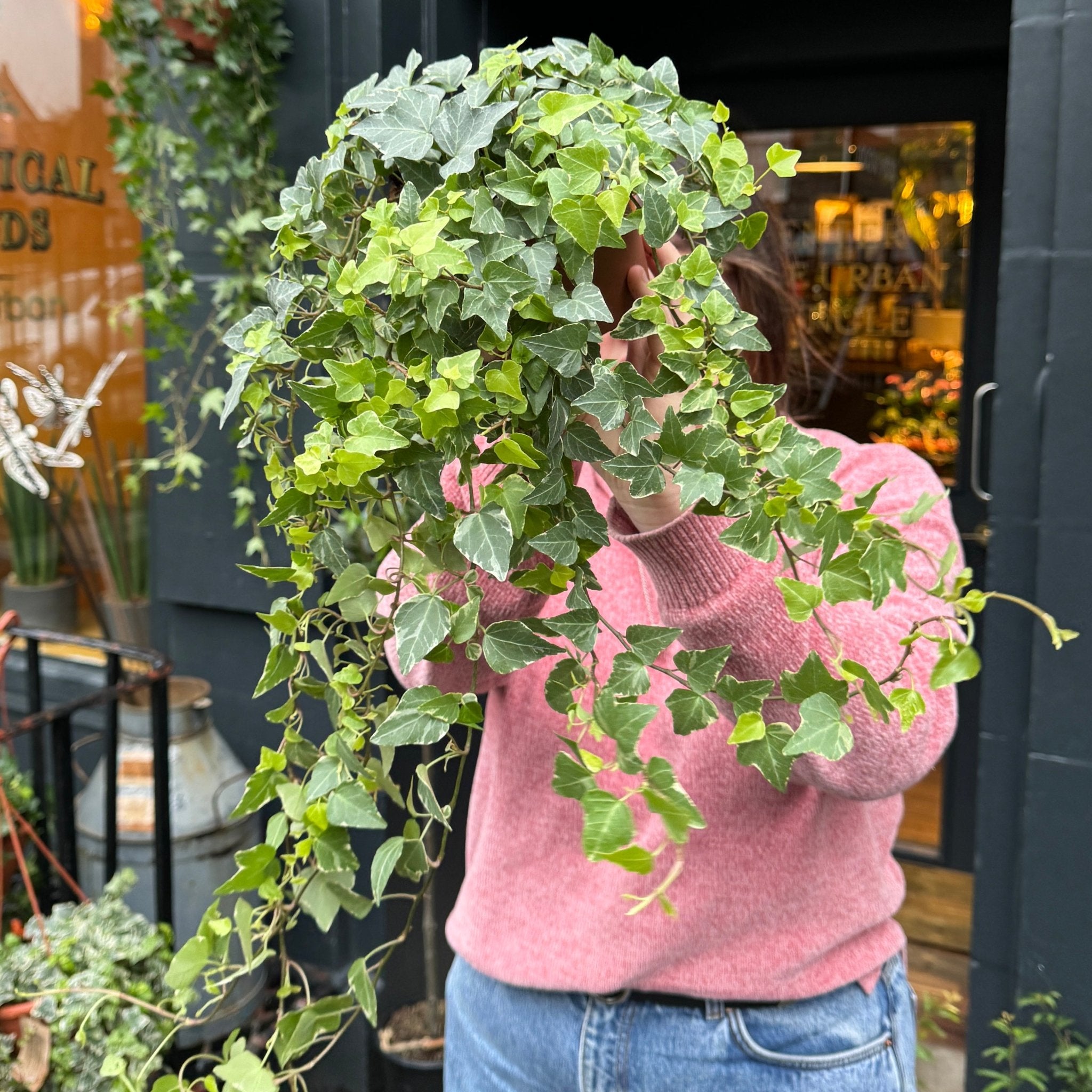 Hedera helix 'Tamara' - grow urban. UK