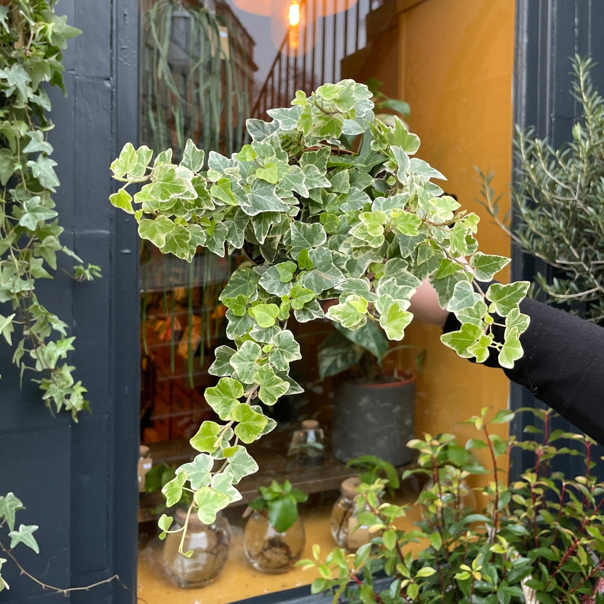 Hedera helix 'White Wonder' - grow urban. UK