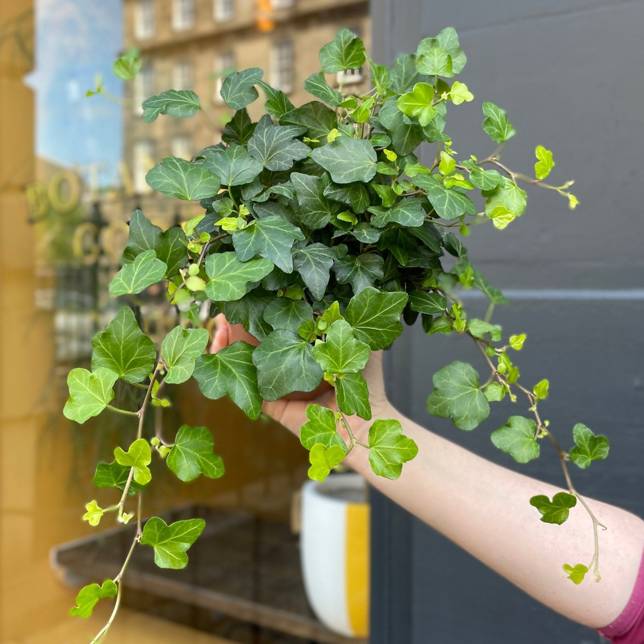 Hedera helix 'Wonder' - grow urban. UK