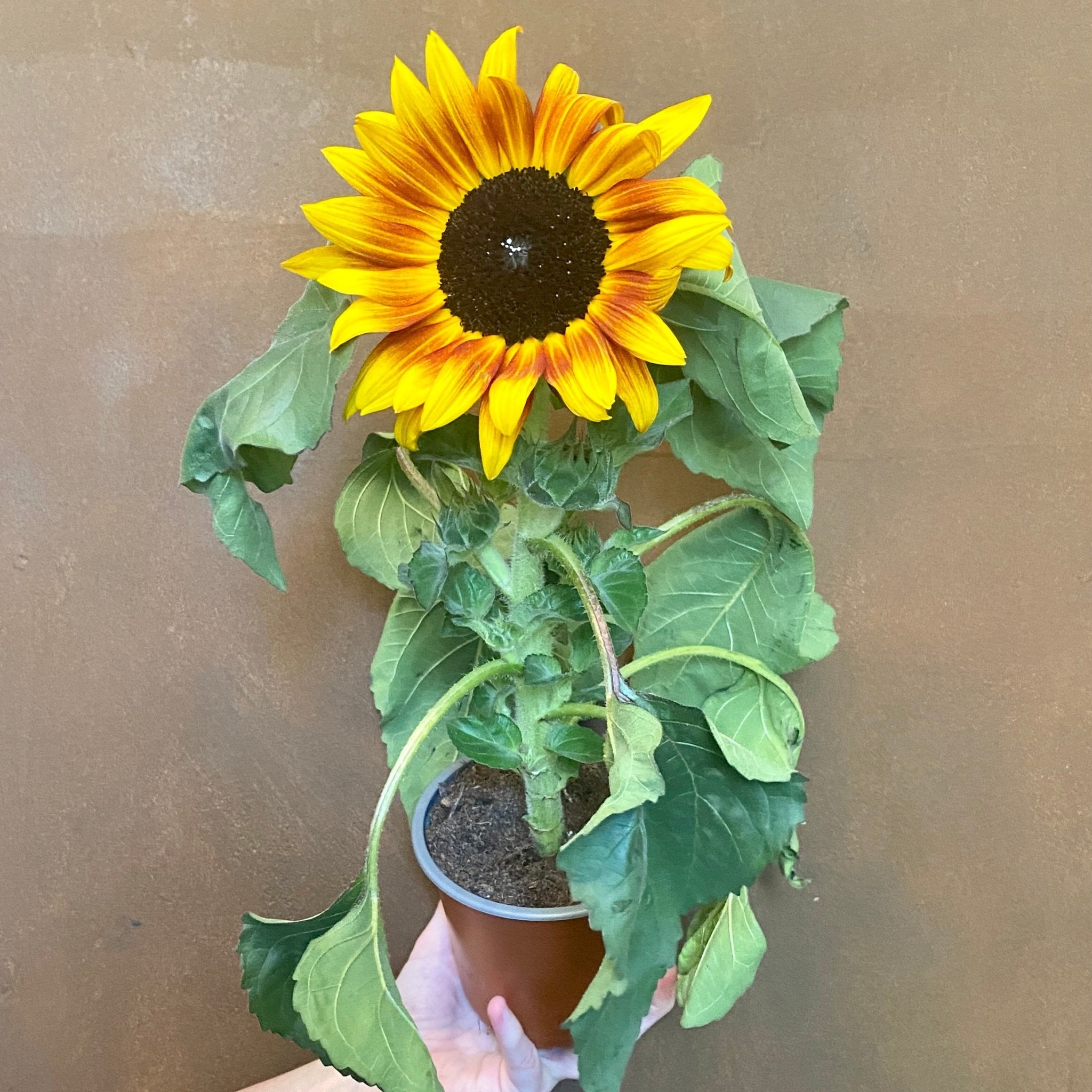 Helianthus 'Tiger Eye' - grow urban. UK