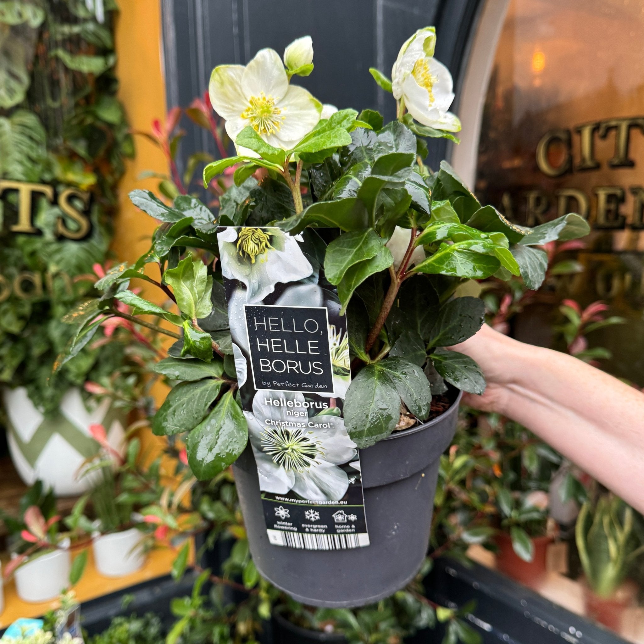 Helleborus 'Christmas Carol' - grow urban. UK