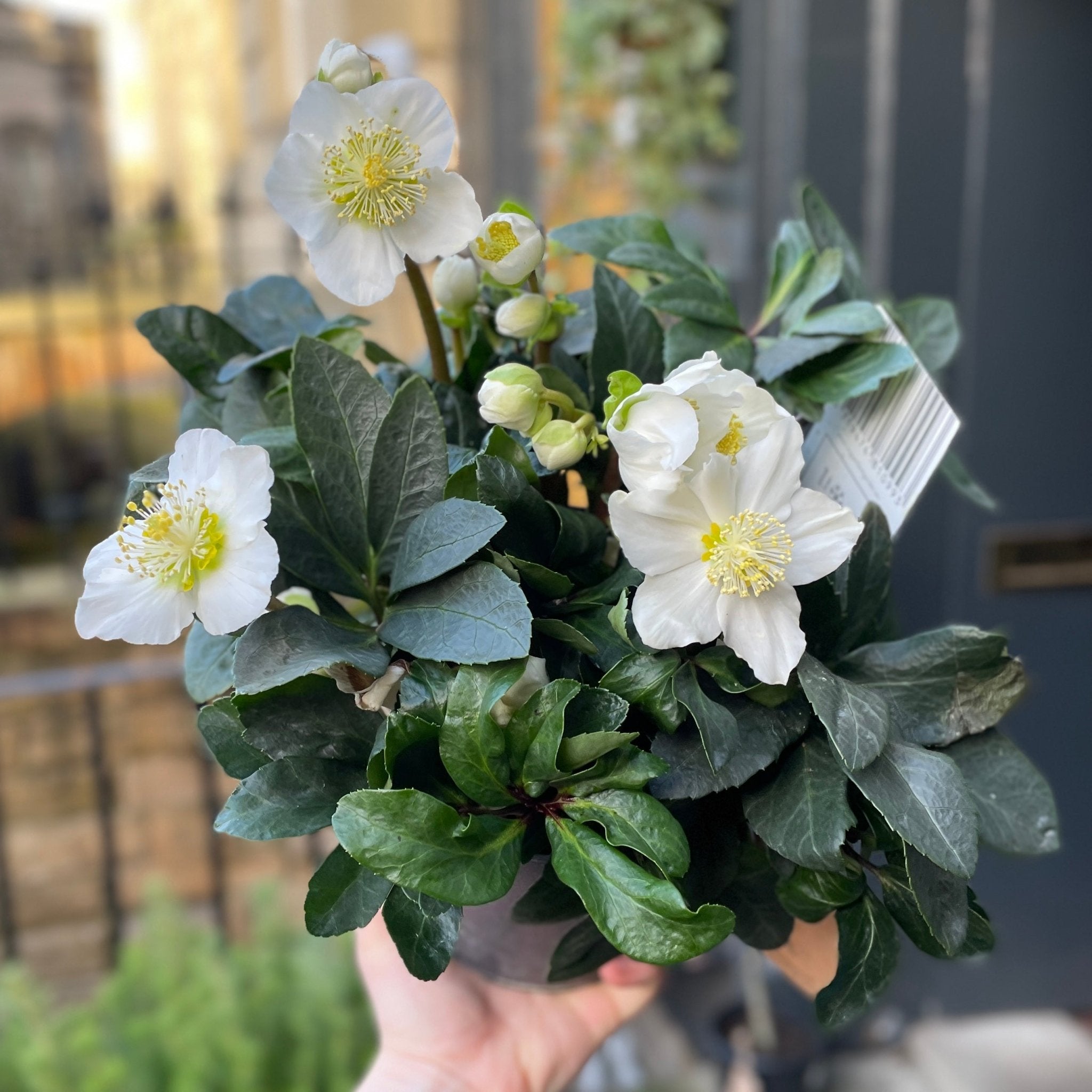 Helleborus 'Christmas Carol' - grow urban. UK