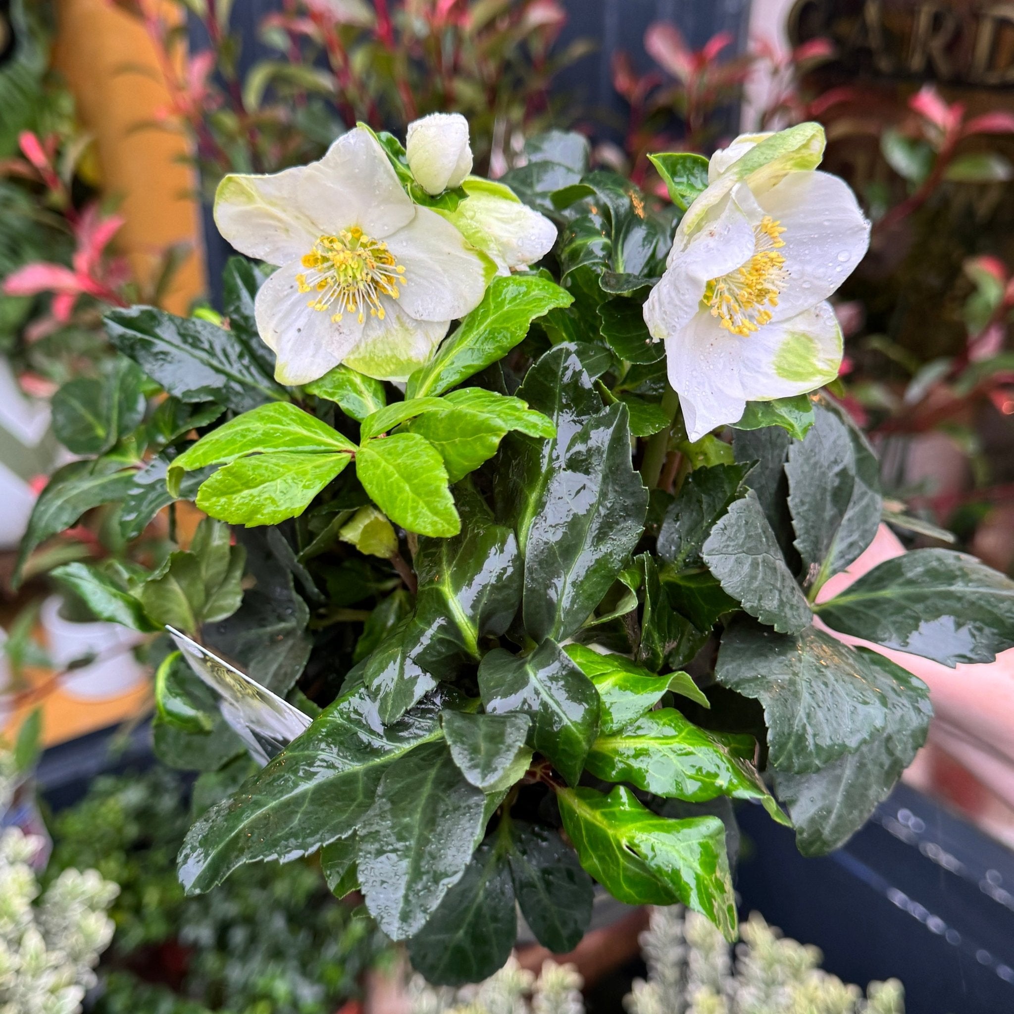 Helleborus 'Christmas Carol' - grow urban. UK