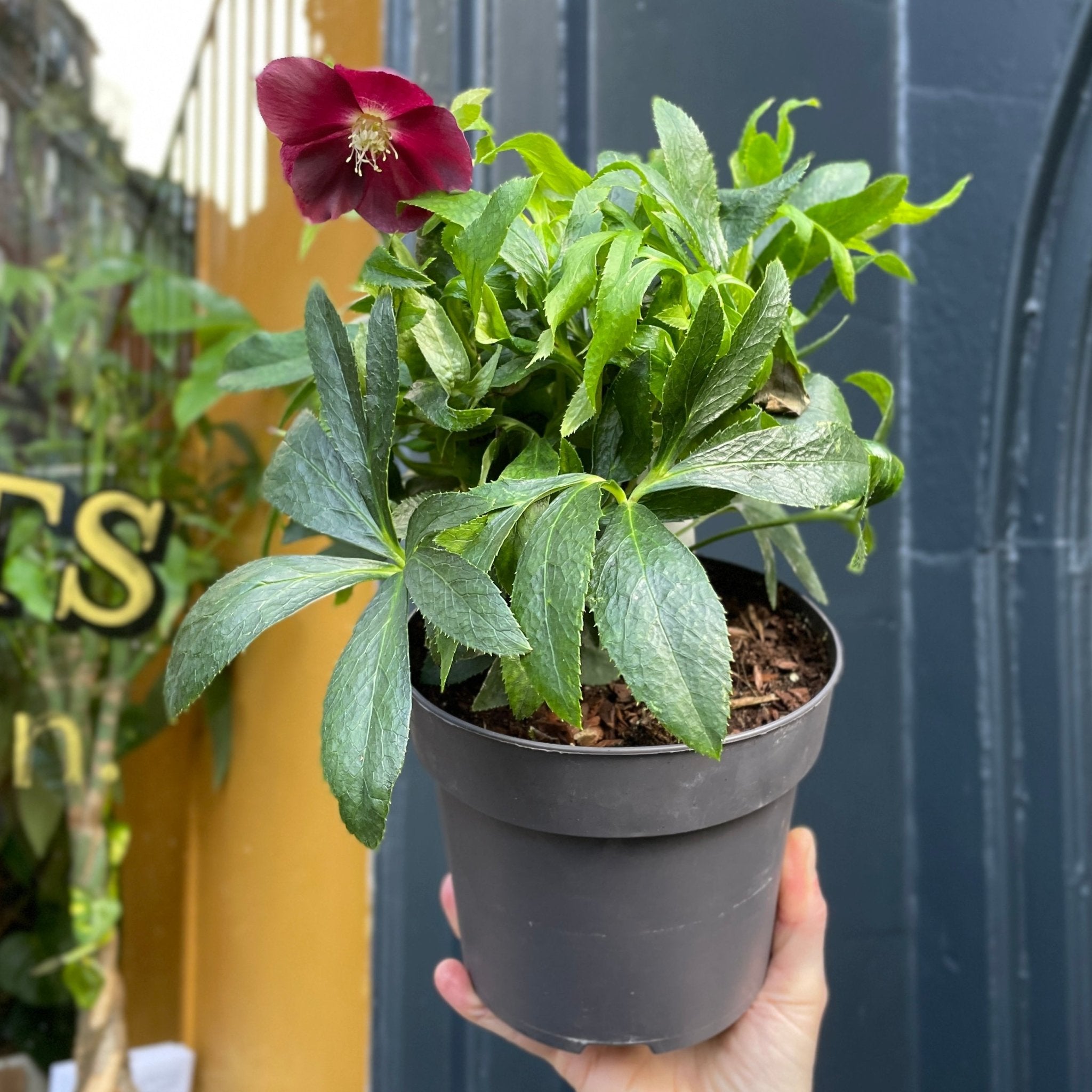 Helleborus 'Double Ellen Red' - grow urban. UK