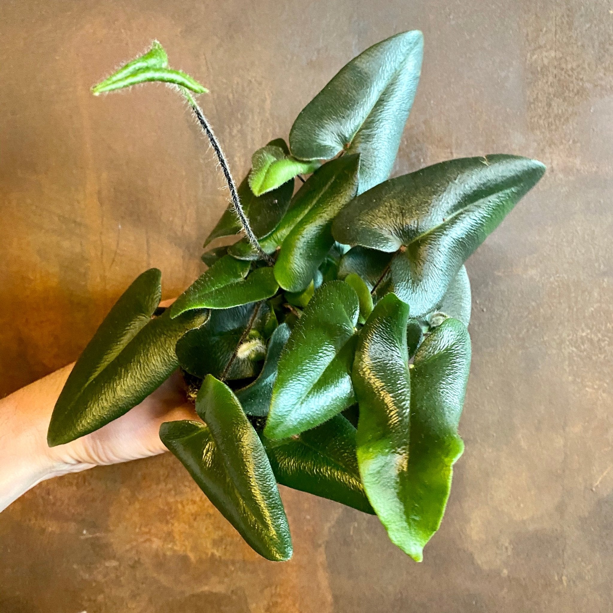 Hemionitis arifolia - grow urban. UK