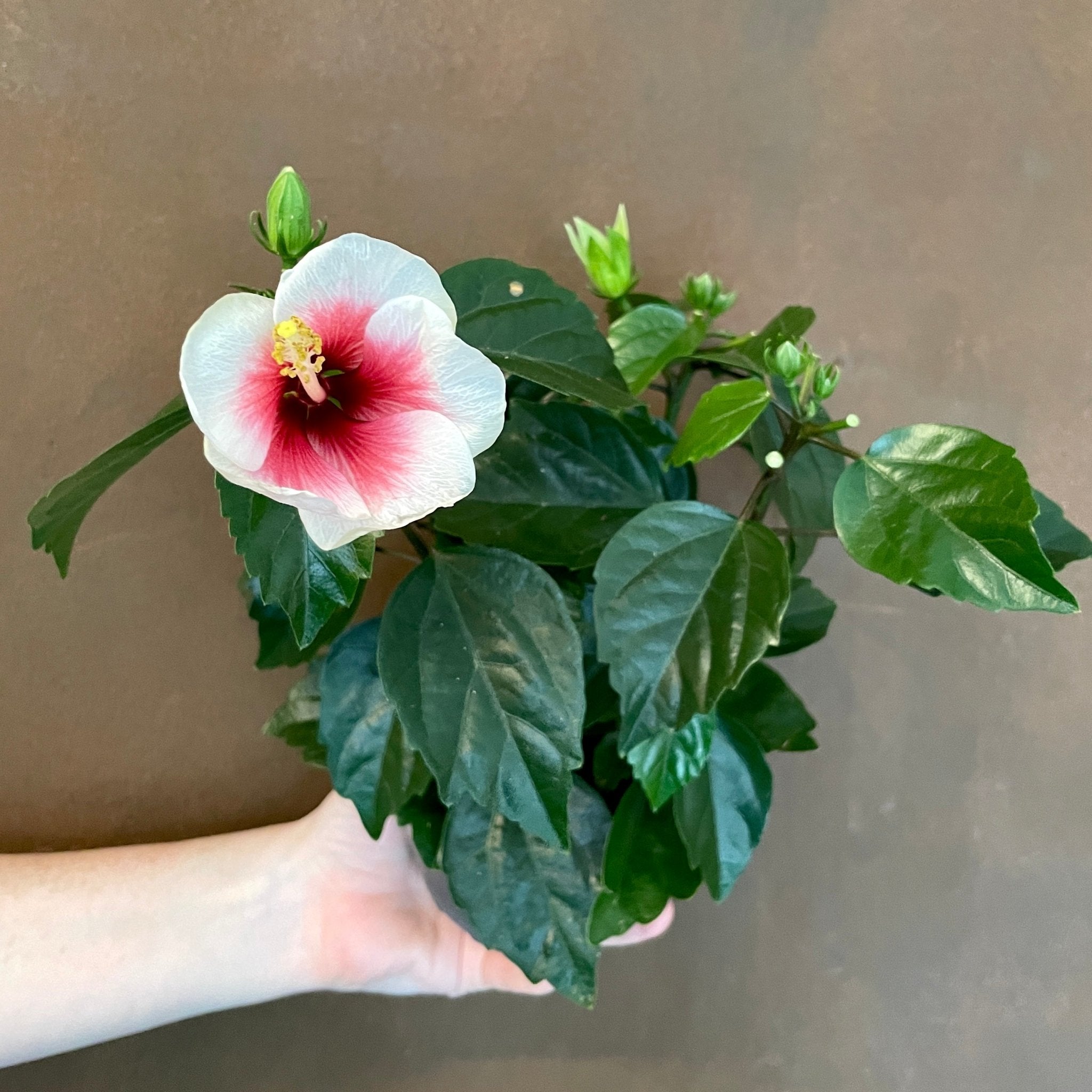Hibiscus rosa-sinensis (Lucky Dip Colour) - grow urban. UK