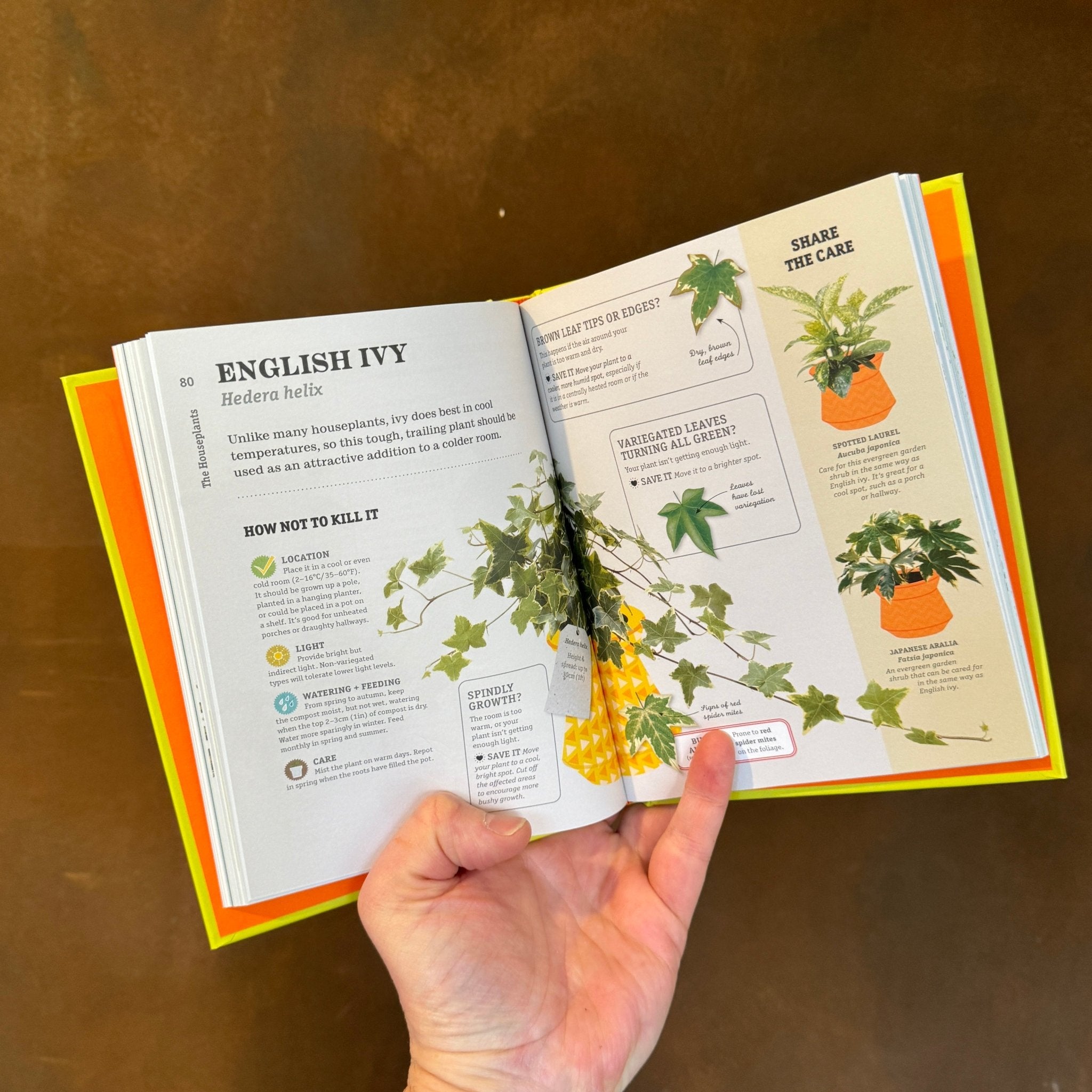 How Not to Kill Your Houseplant - grow urban. UK