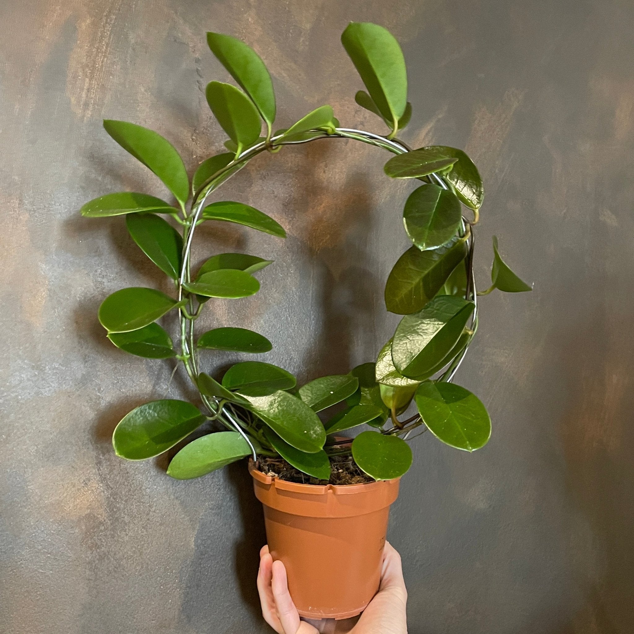 Hoya australis (12cm pot with hoop) - grow urban. UK