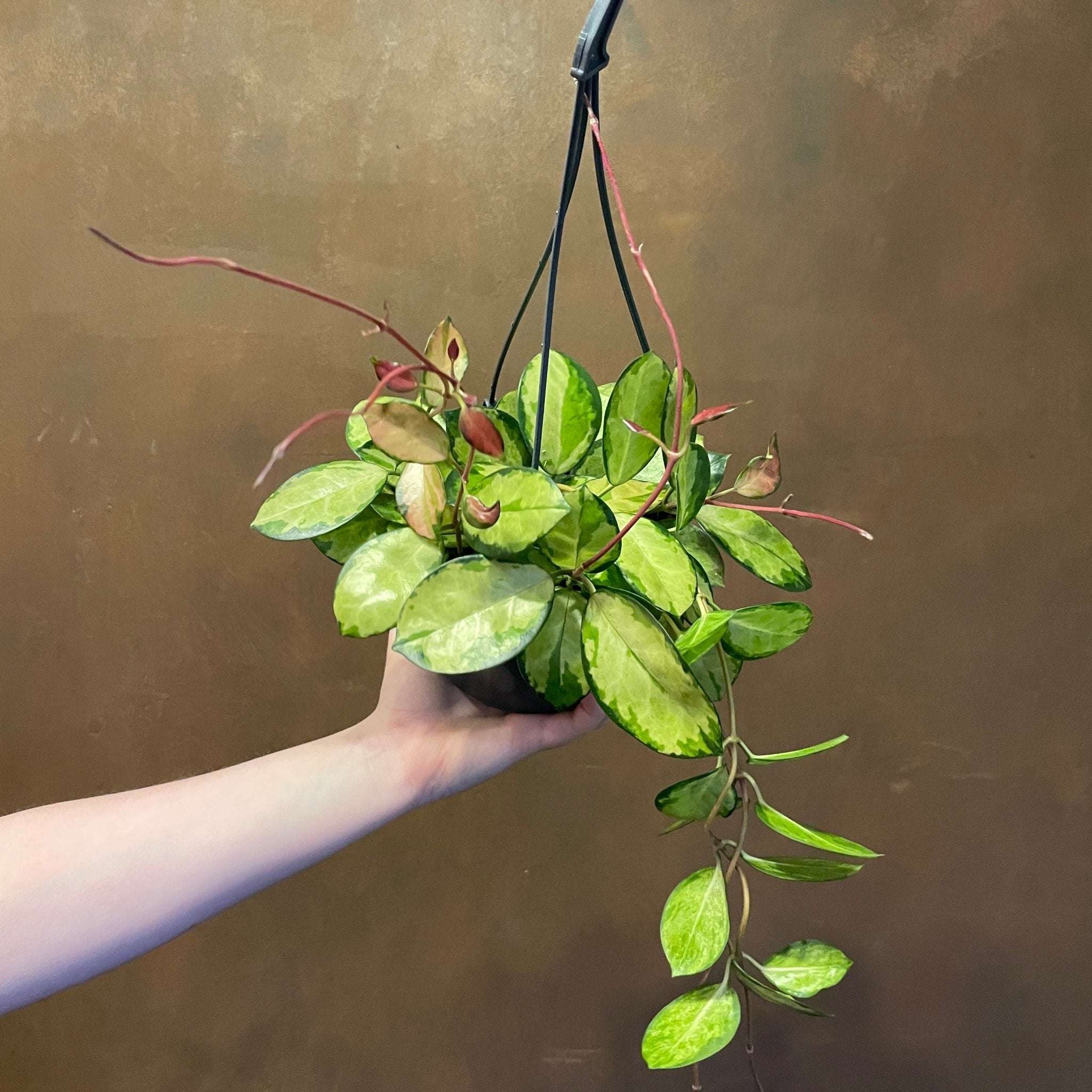 Hoya australis ‘Lisa’ (hangpot) - grow urban. UK