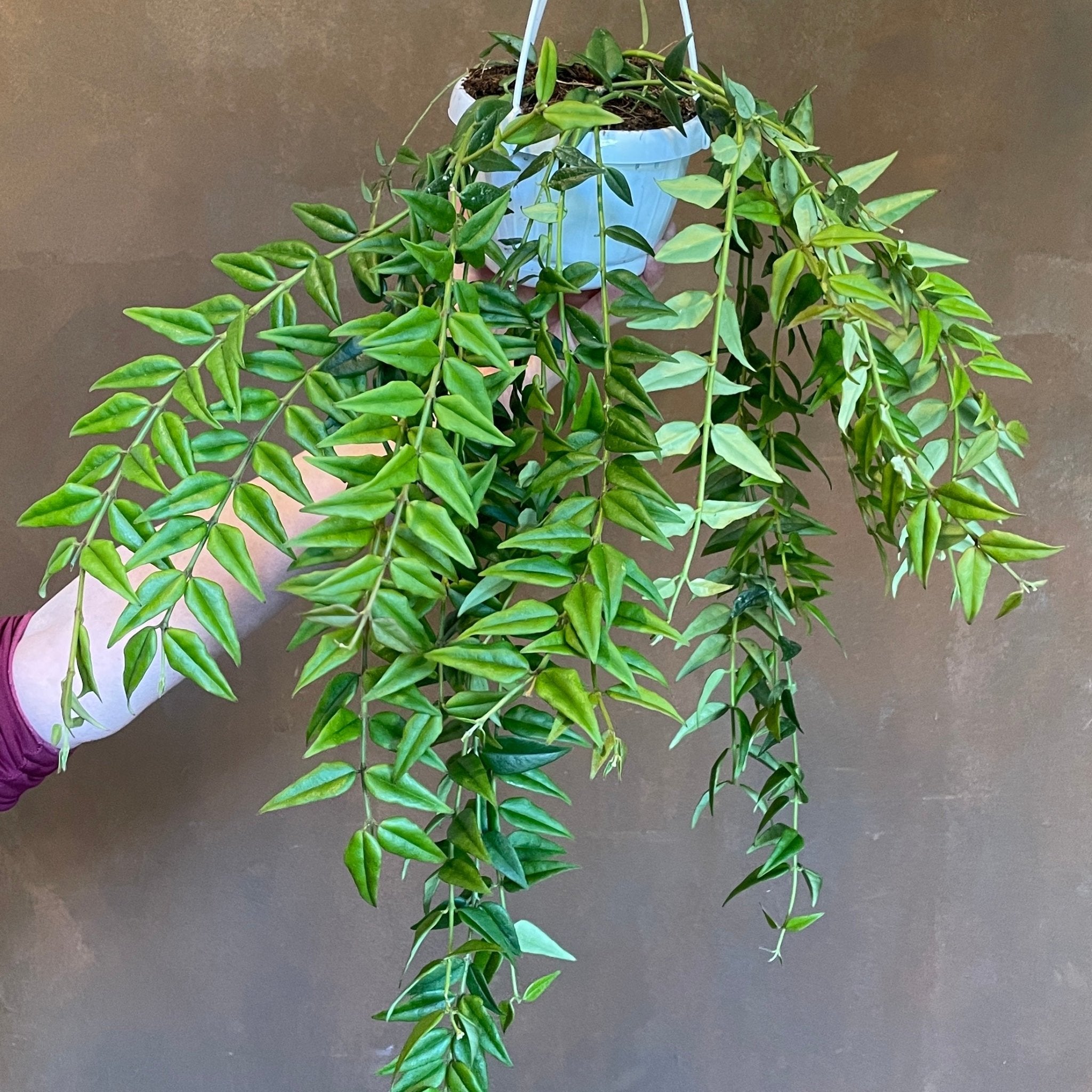 Hoya 'Bella' - grow urban. UK