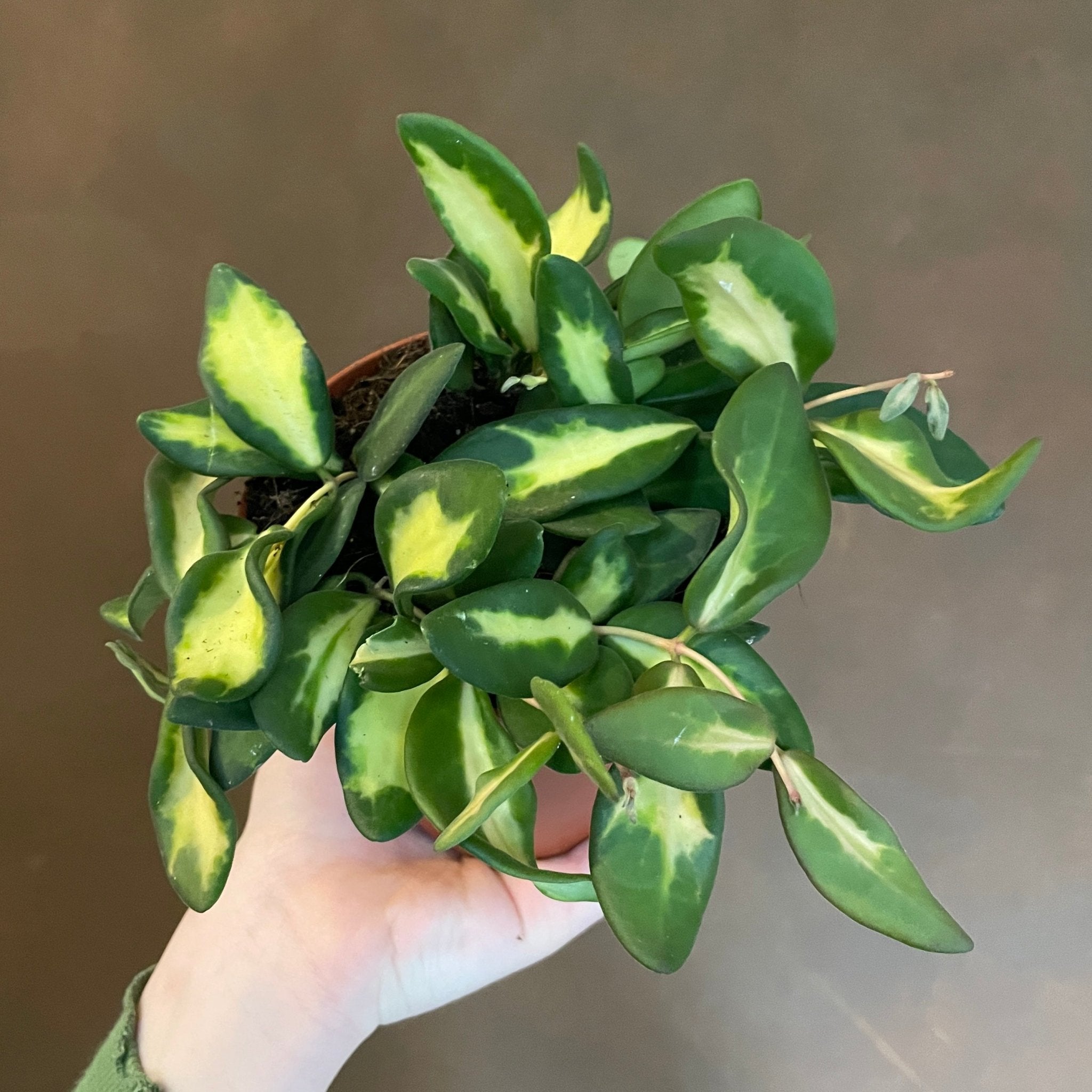 Hoya burtoniae 'Variegata' DS-70 - grow urban. UK