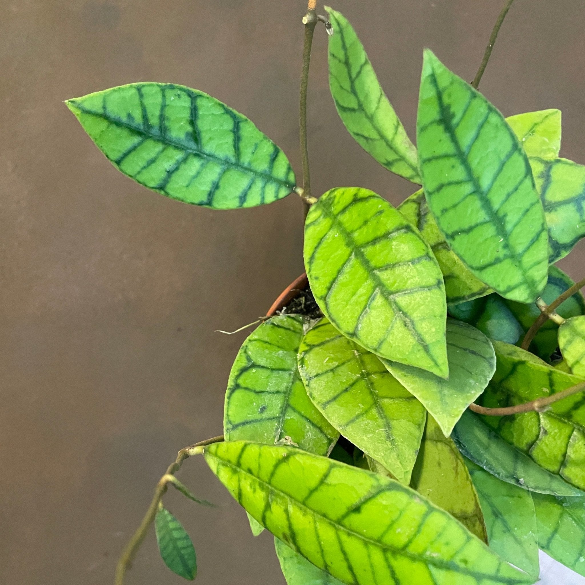 Hoya callistophylla - grow urban. UK