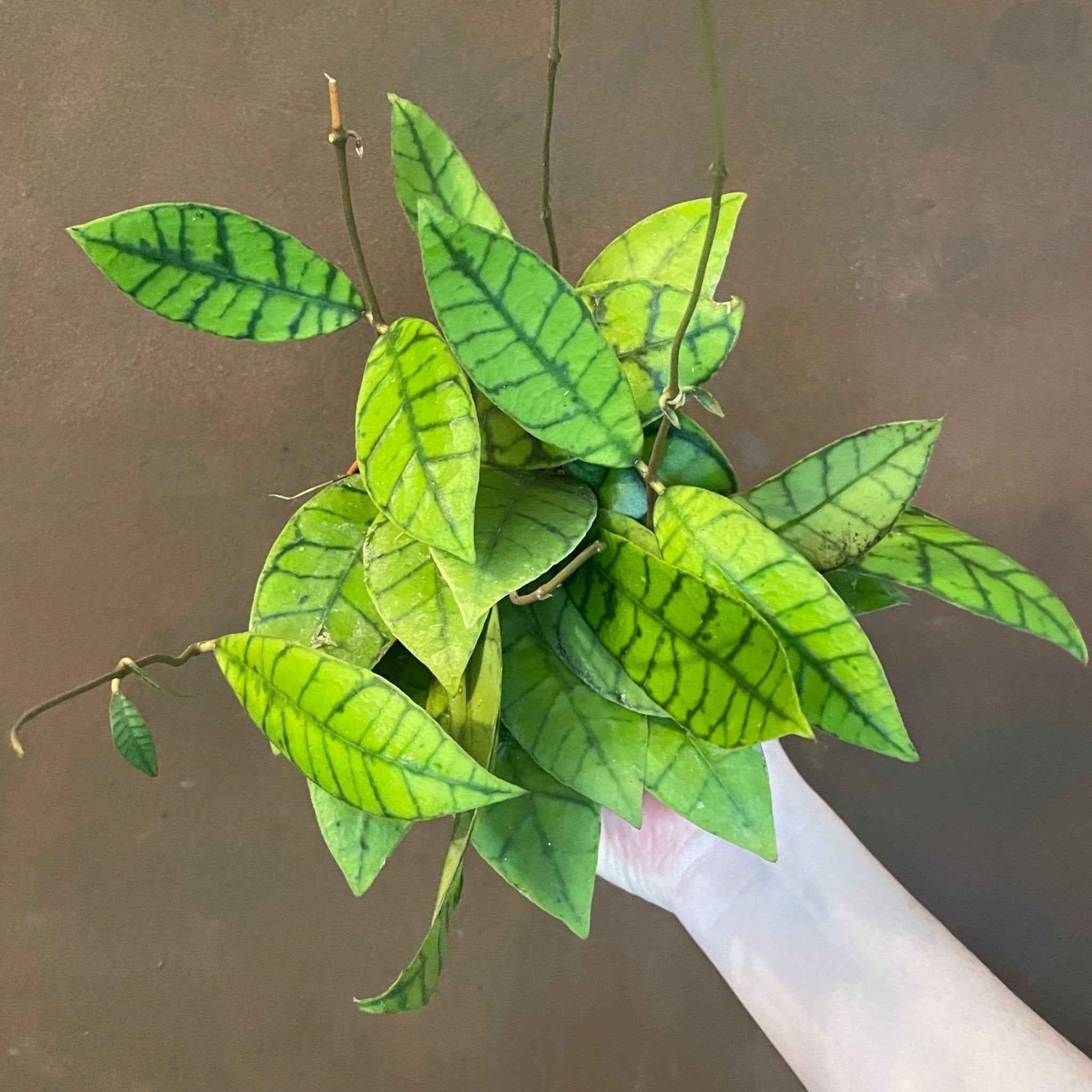 Hoya callistophylla - grow urban. UK