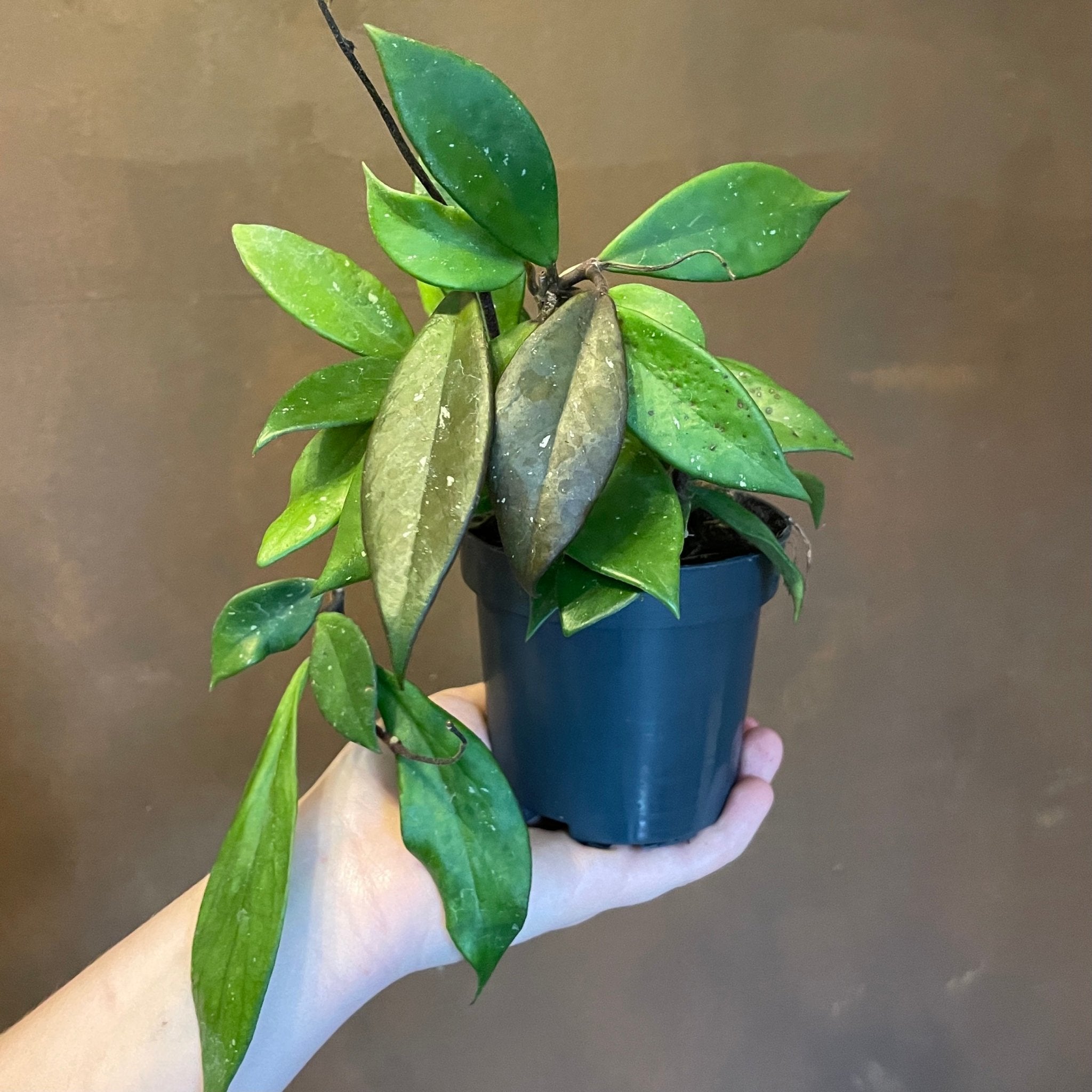 Hoya carnosa 'Dark Red' - grow urban. UK