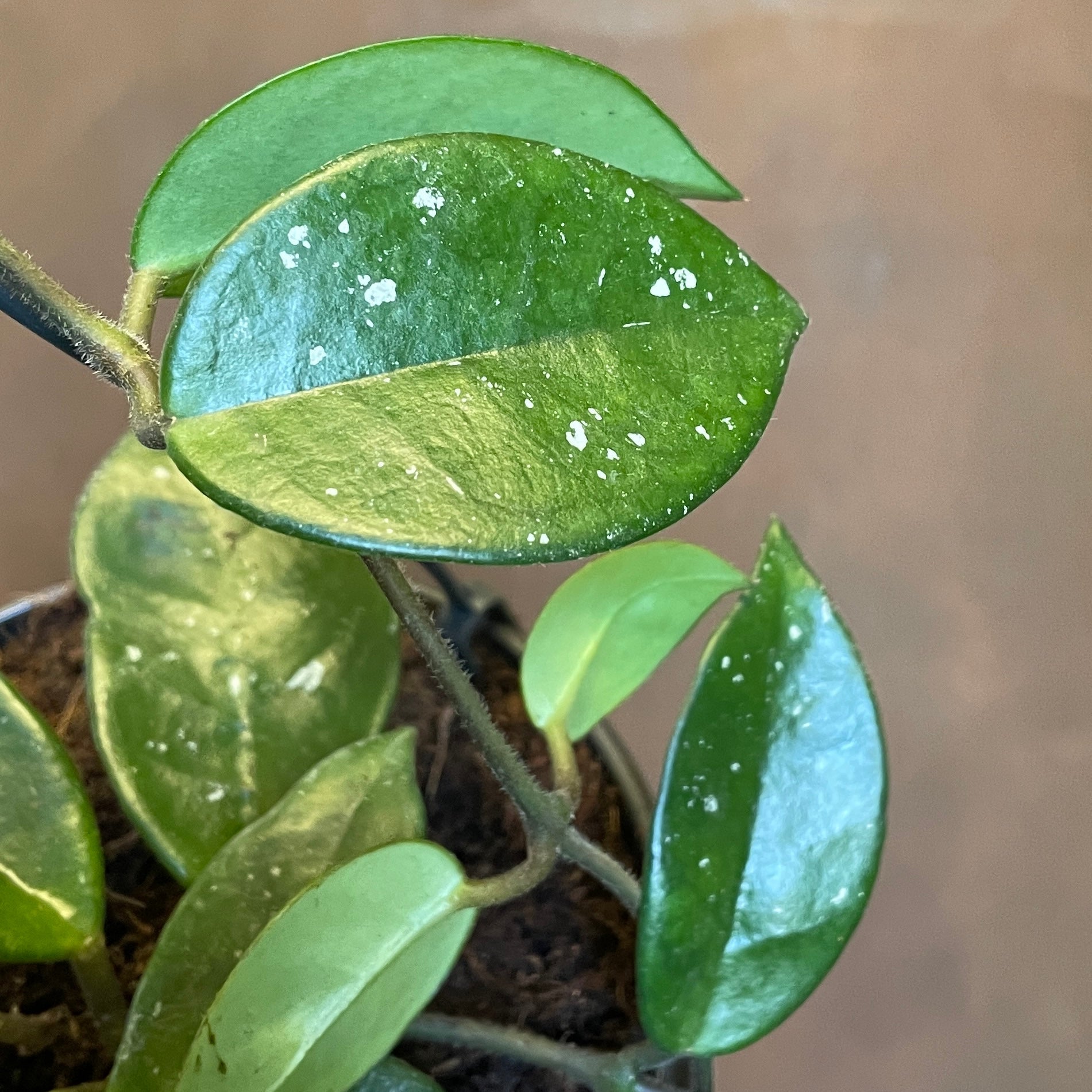 Hoya carnosa ‘Silver Flake’ - grow urban. UK