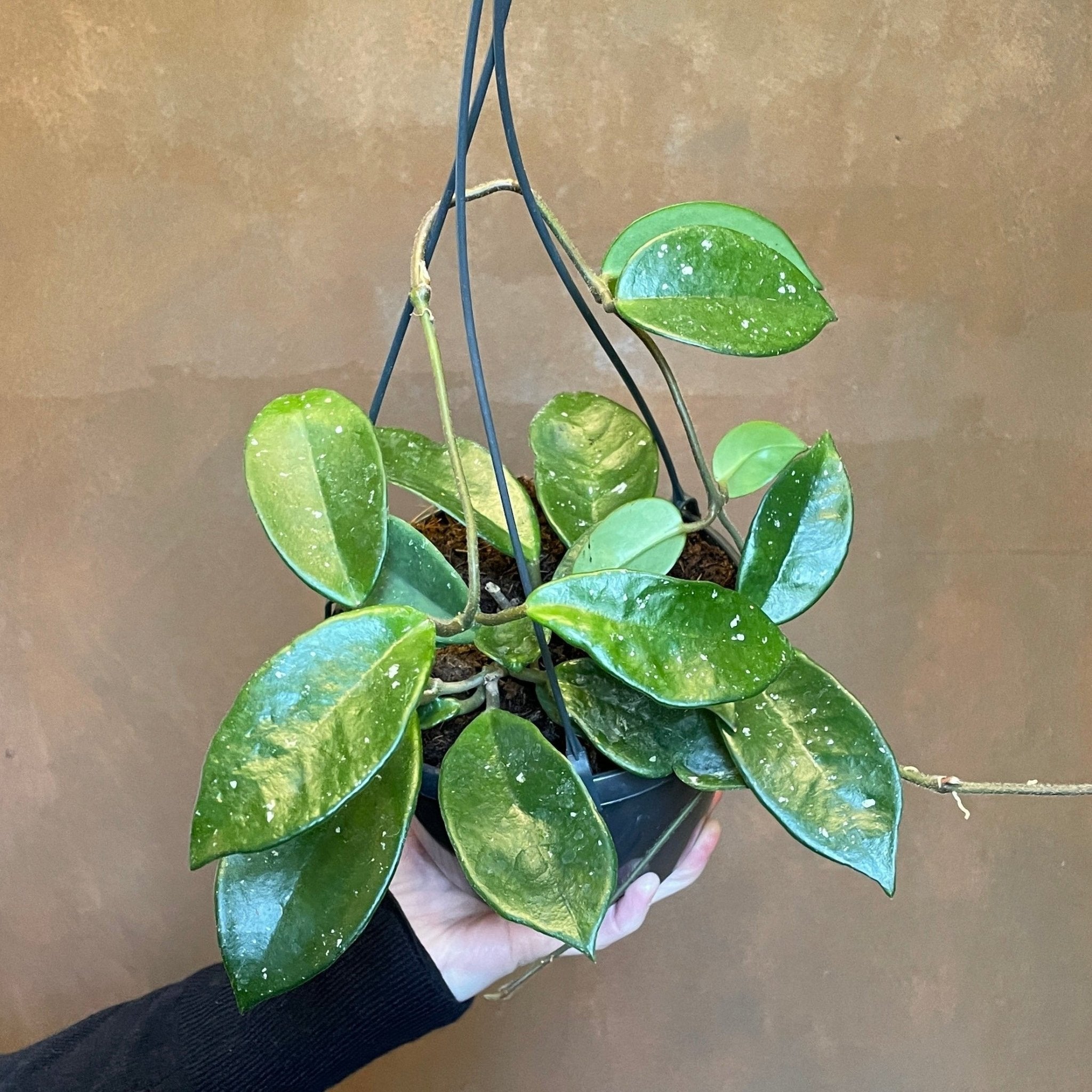 Hoya carnosa ‘Silver Flake’ - grow urban. UK